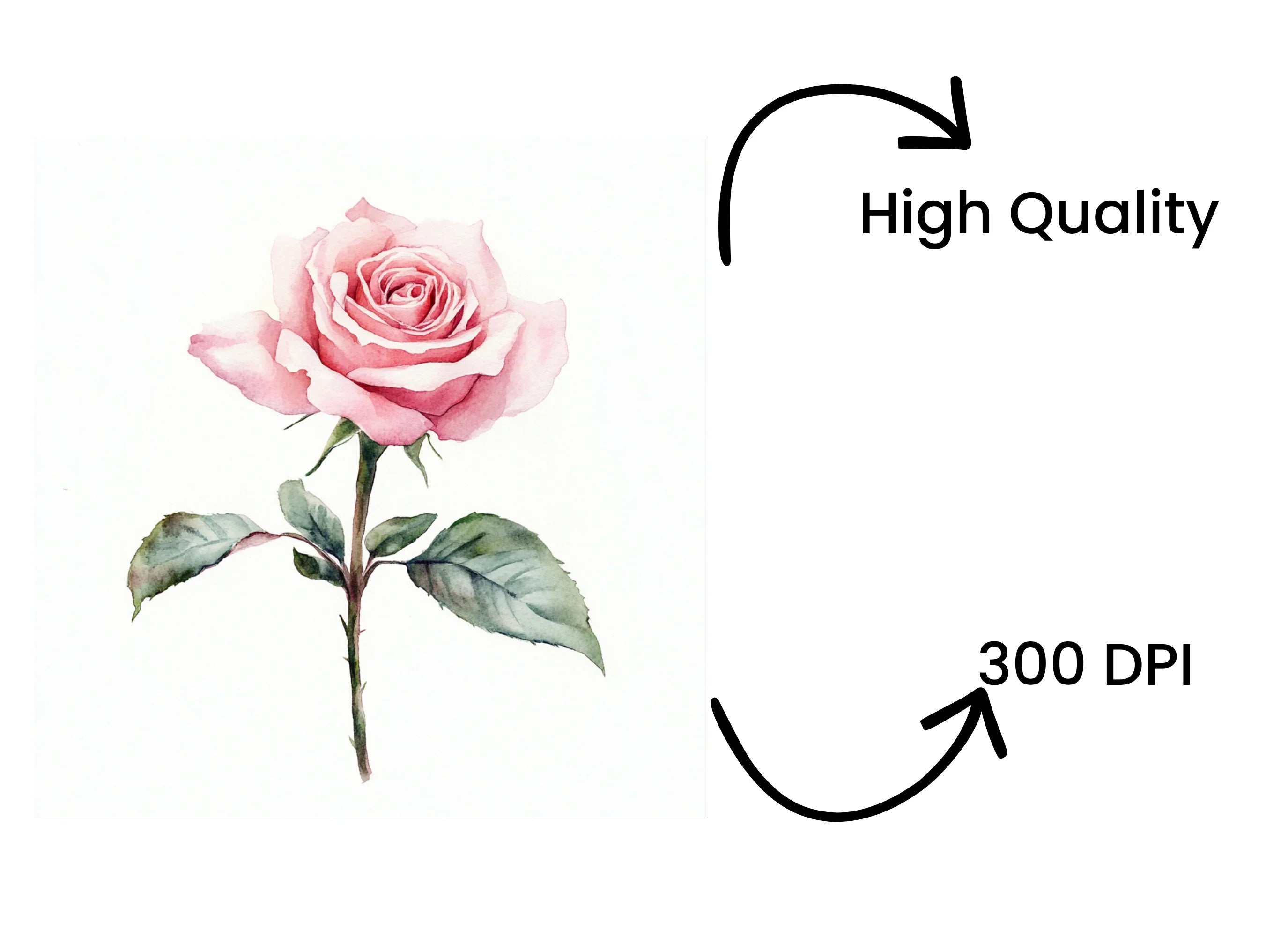 Elegant Pink Rose Clipart Bundle