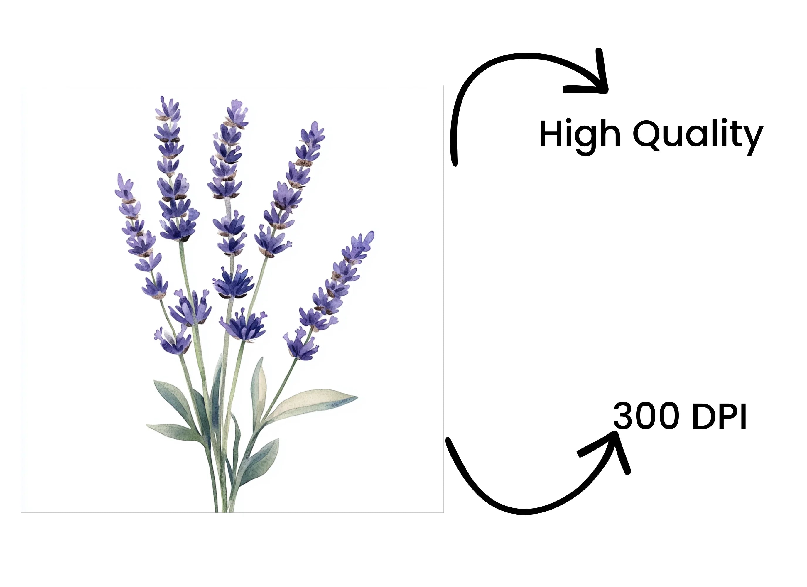 Lavender Clipart Bundle