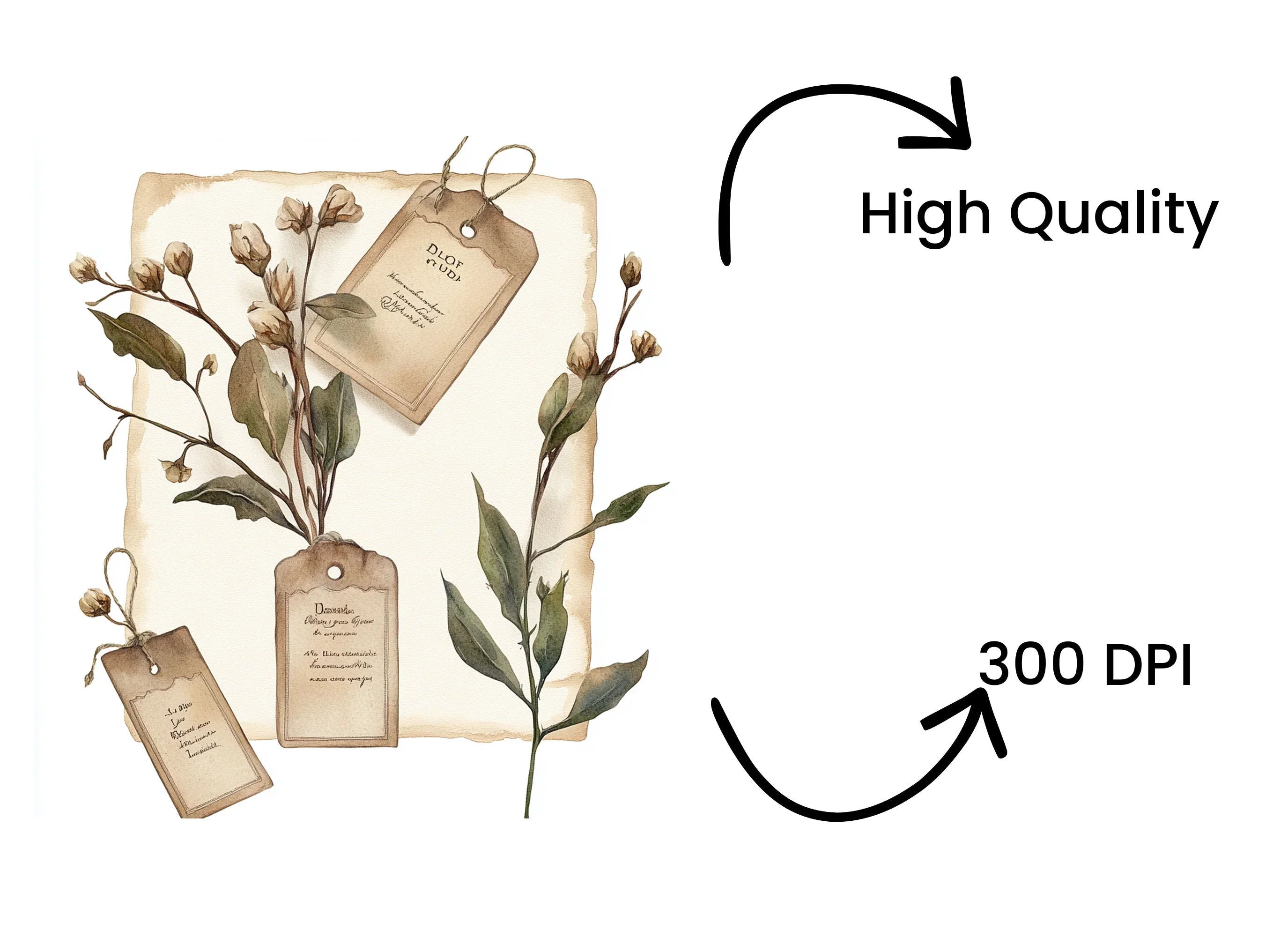 Dried Botanical Elements Clipart Bundle