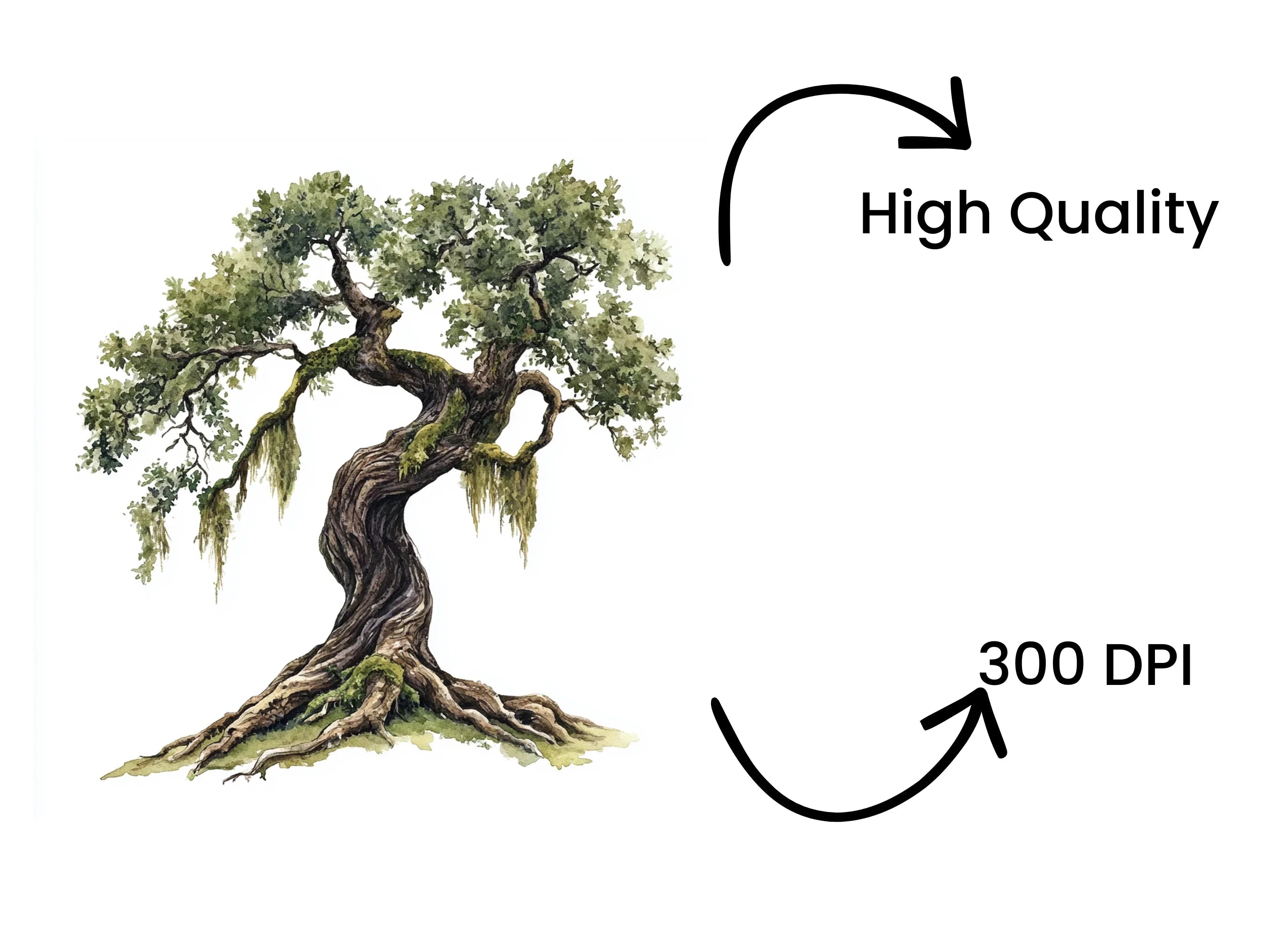 Ancient Oak Tree Clipart Bundle