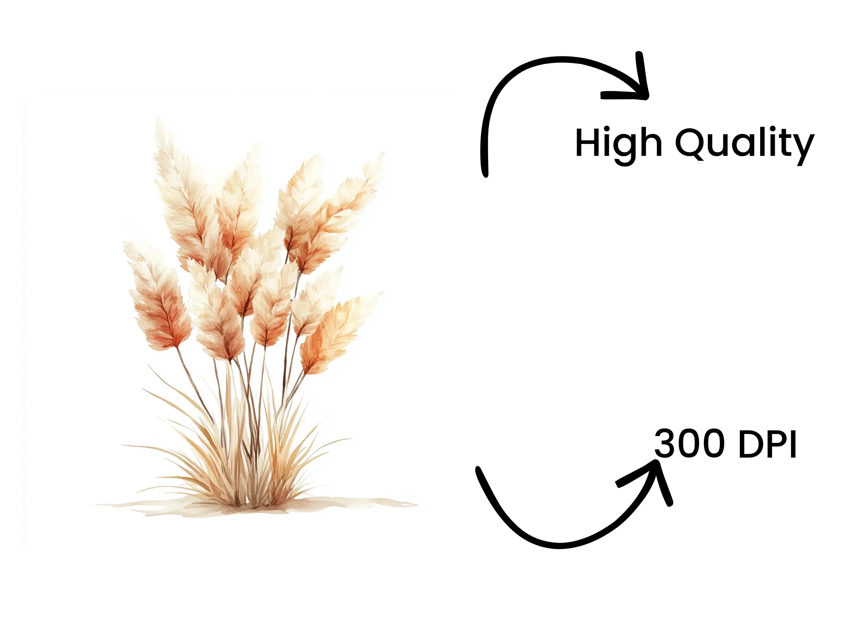 Pampas Grass Clipart Bundle