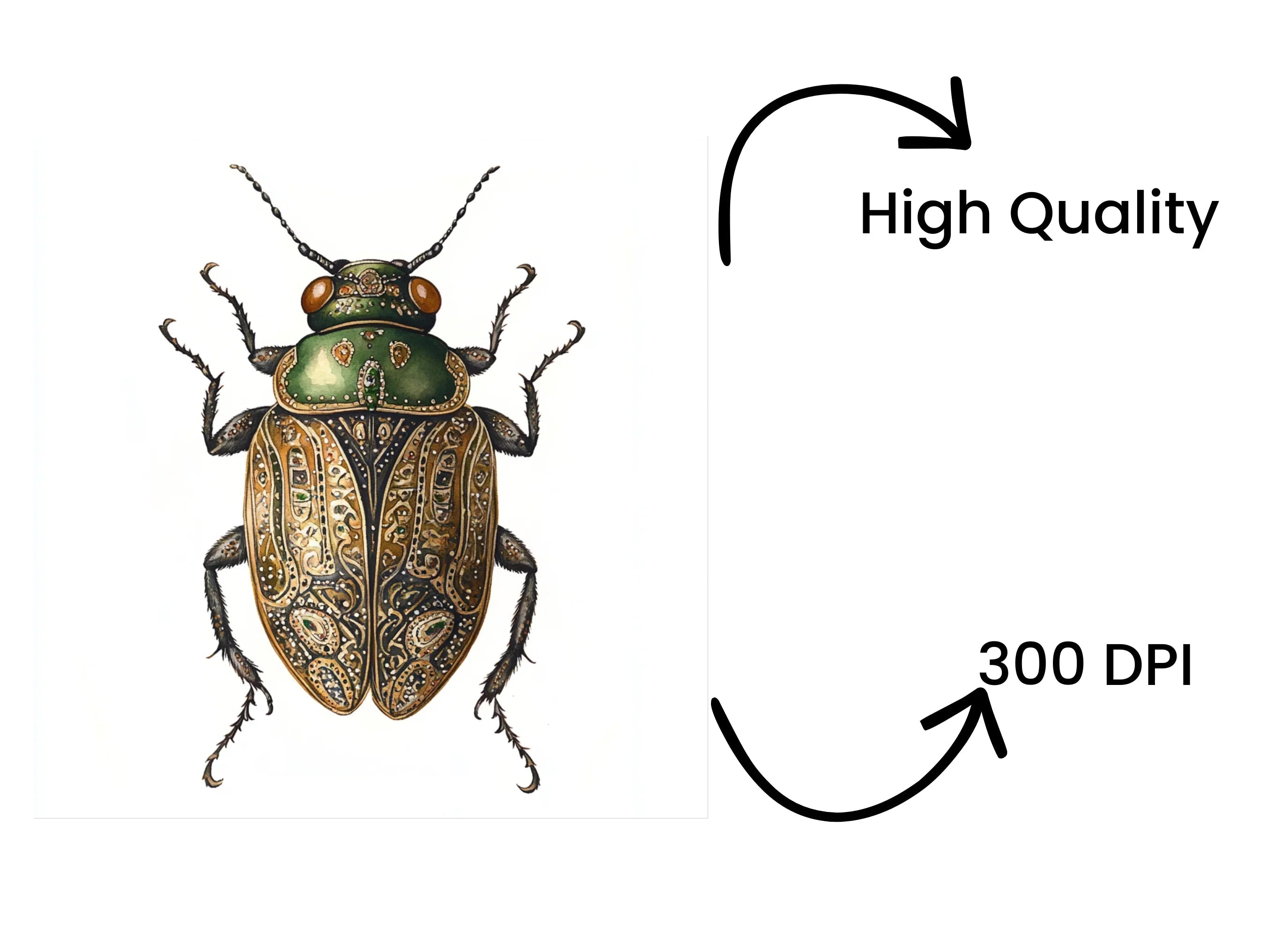 Ornate Patterned Beetle Clipart Bundle