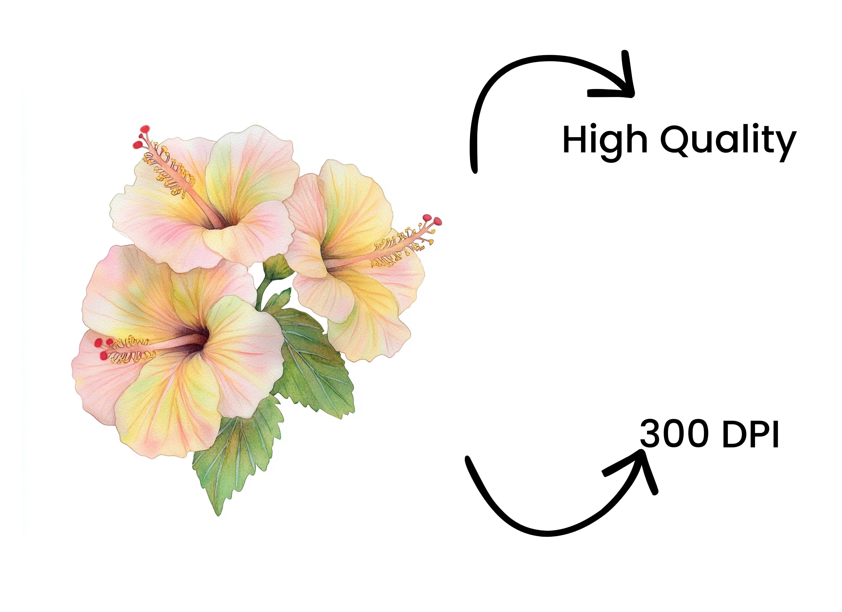 Elegant Hibiscus Flower Clipart Bundle