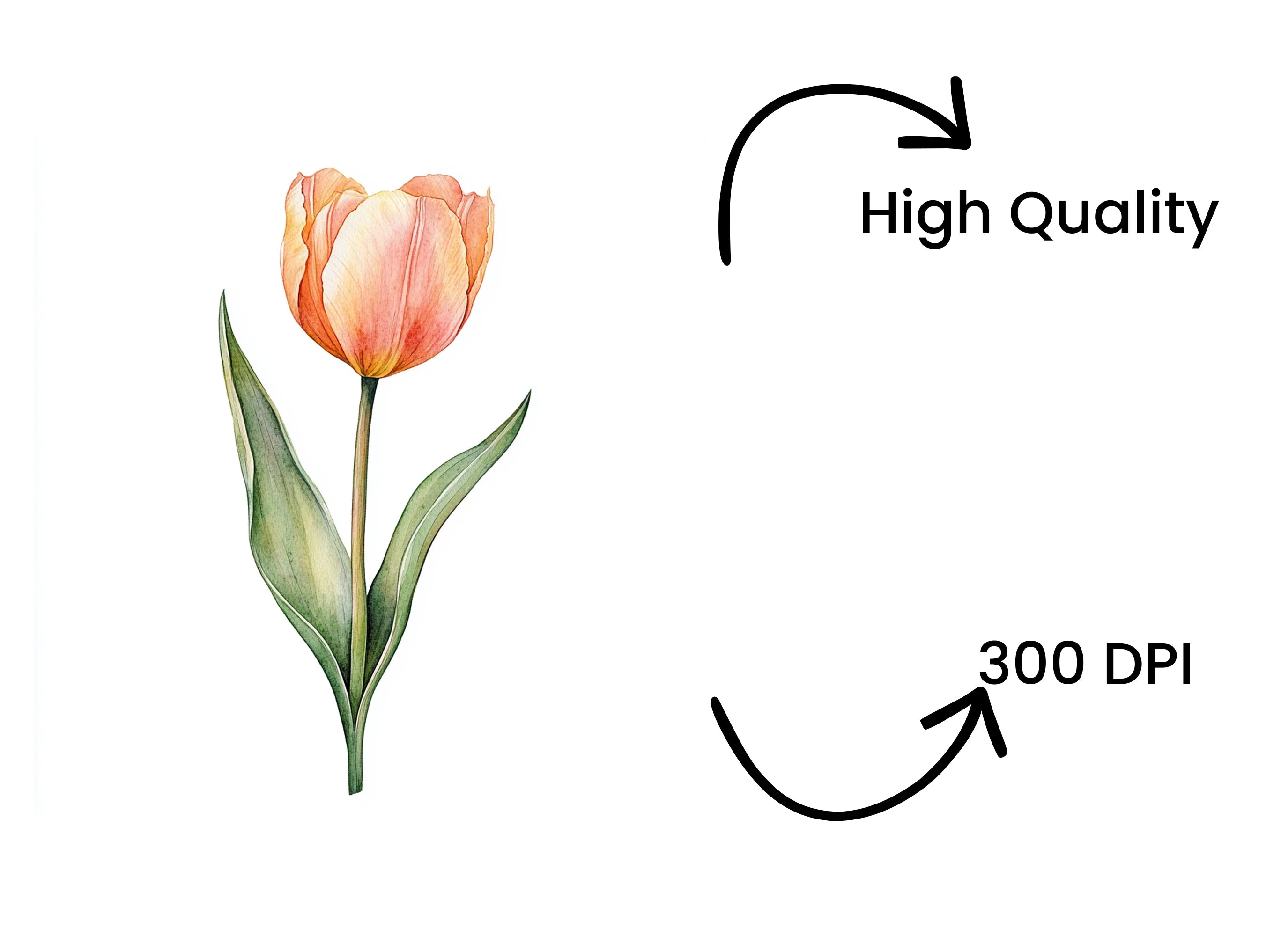 Orange Tulip Flower Clipart Bundle