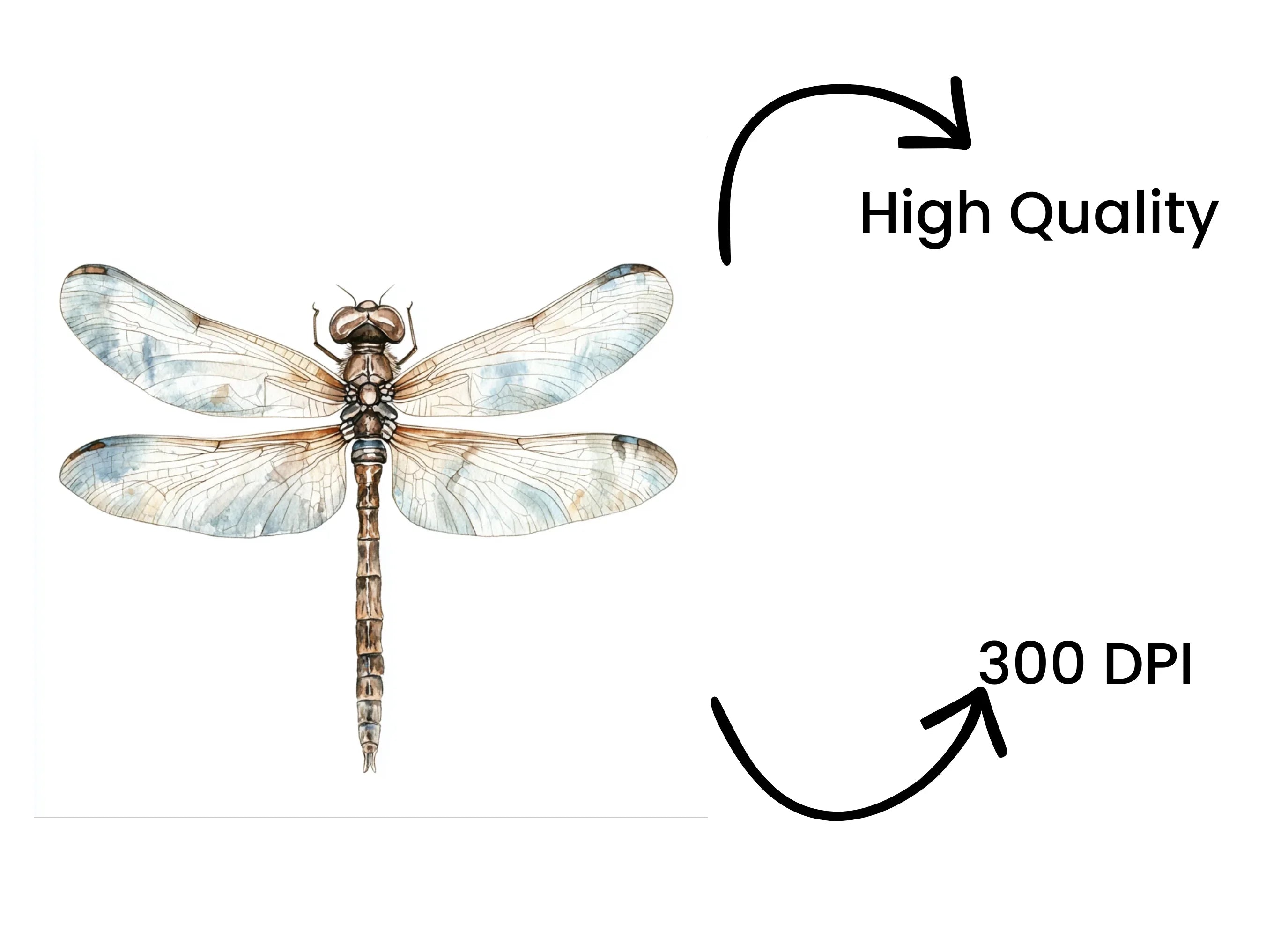 Delicate Dragonfly Clipart Bundle