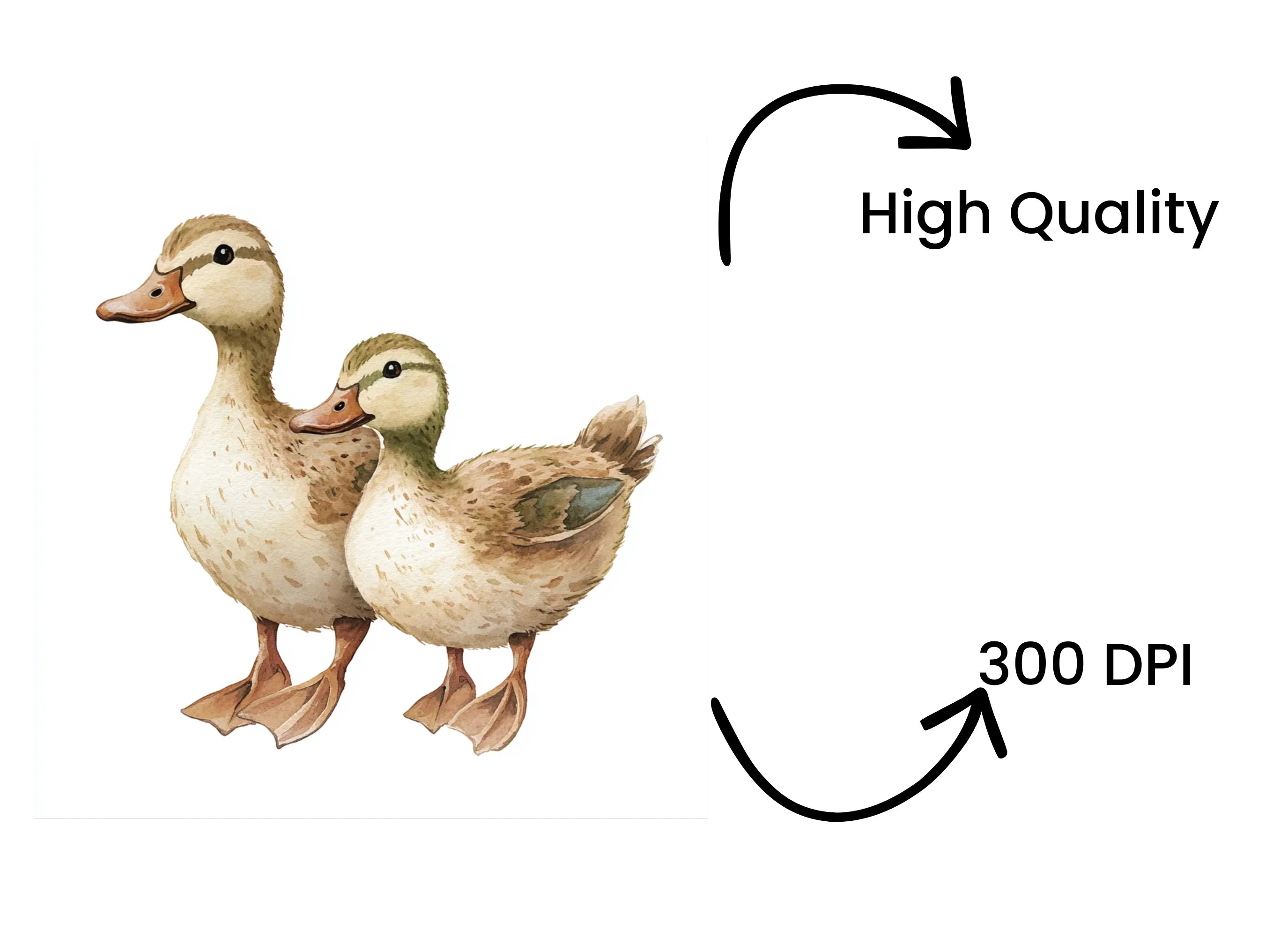 Cute Duckling Pair Clipart Bundle