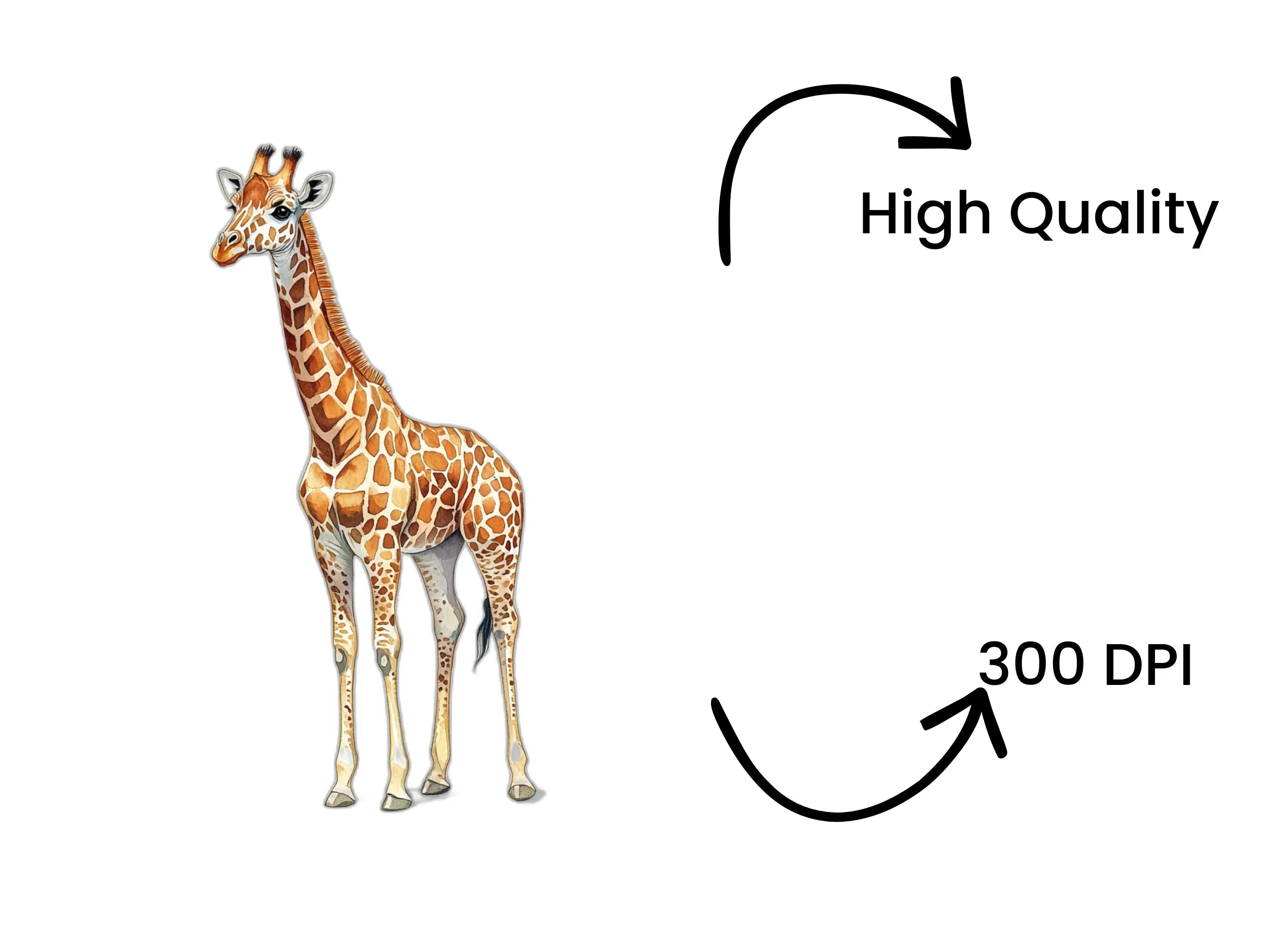 Giraffe Illustration Clipart Bundle