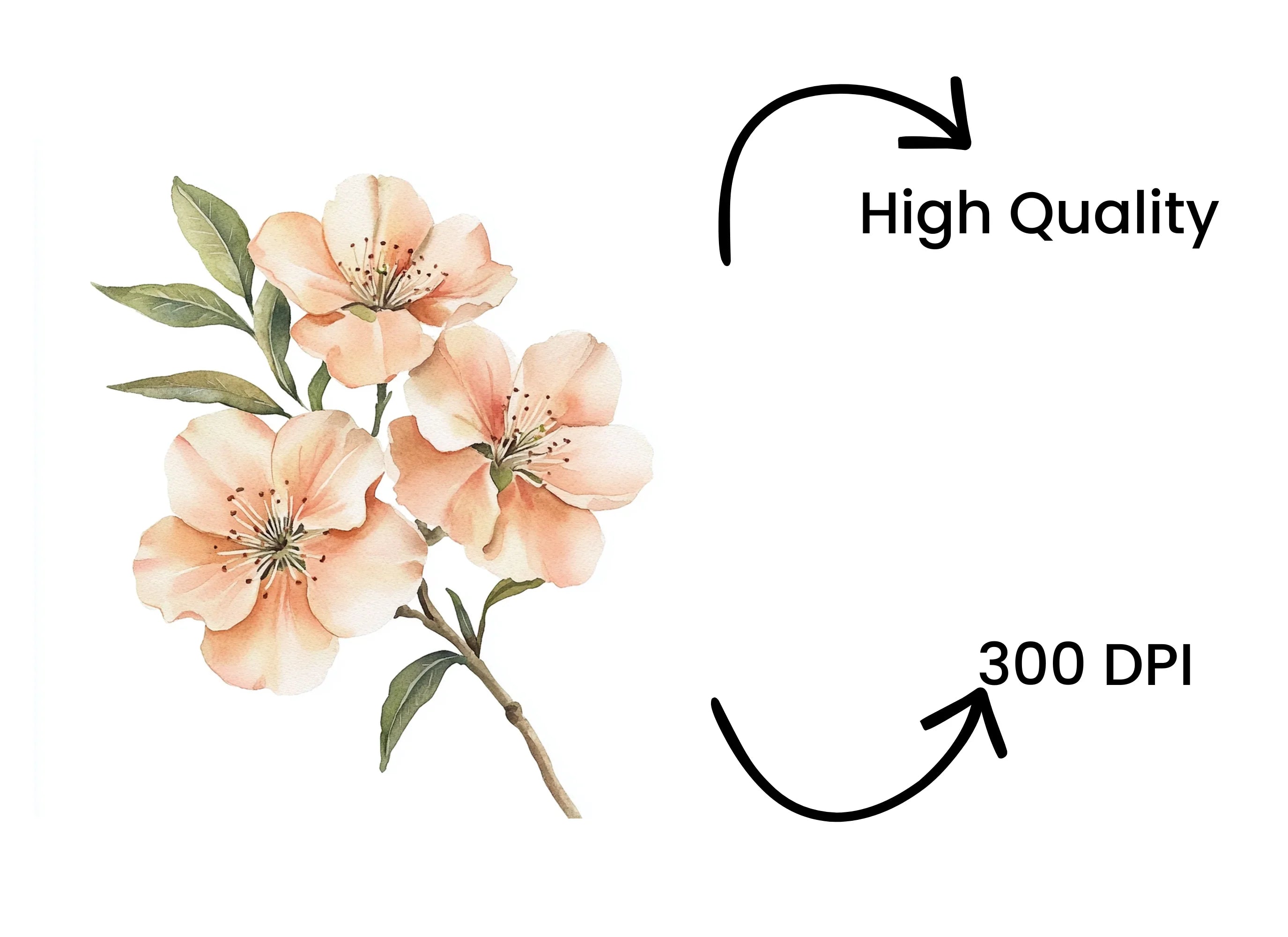Cherry Blossom Clipart Bundle