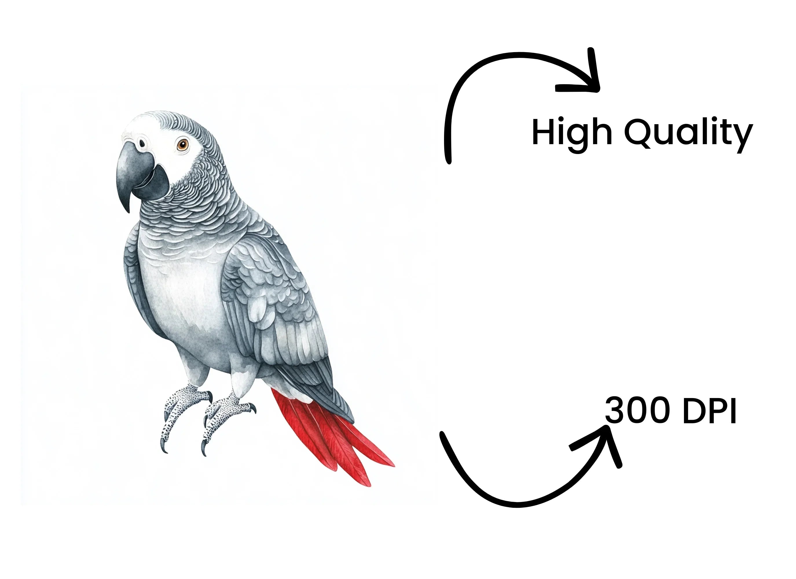 African Grey Parrot Clipart Bundle