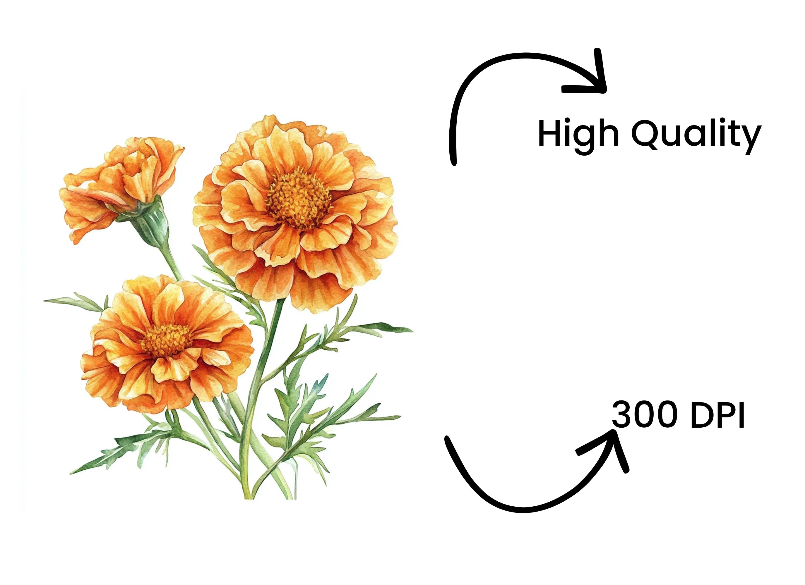 Vibrant Orange Marigold Flower Clipart Bundle