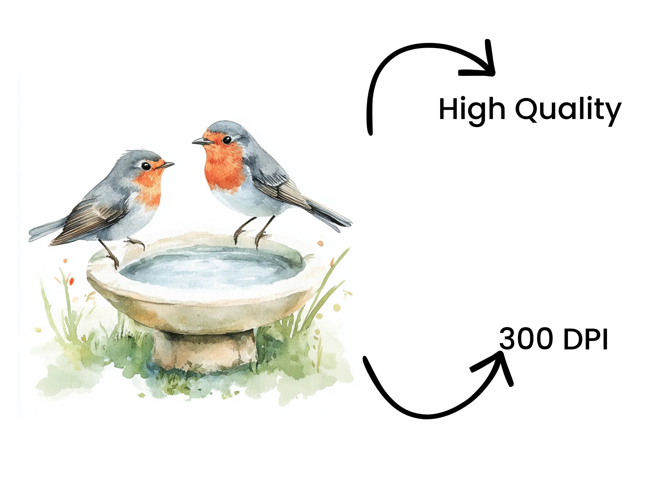 Robin Bird Bath Clipart Bundle