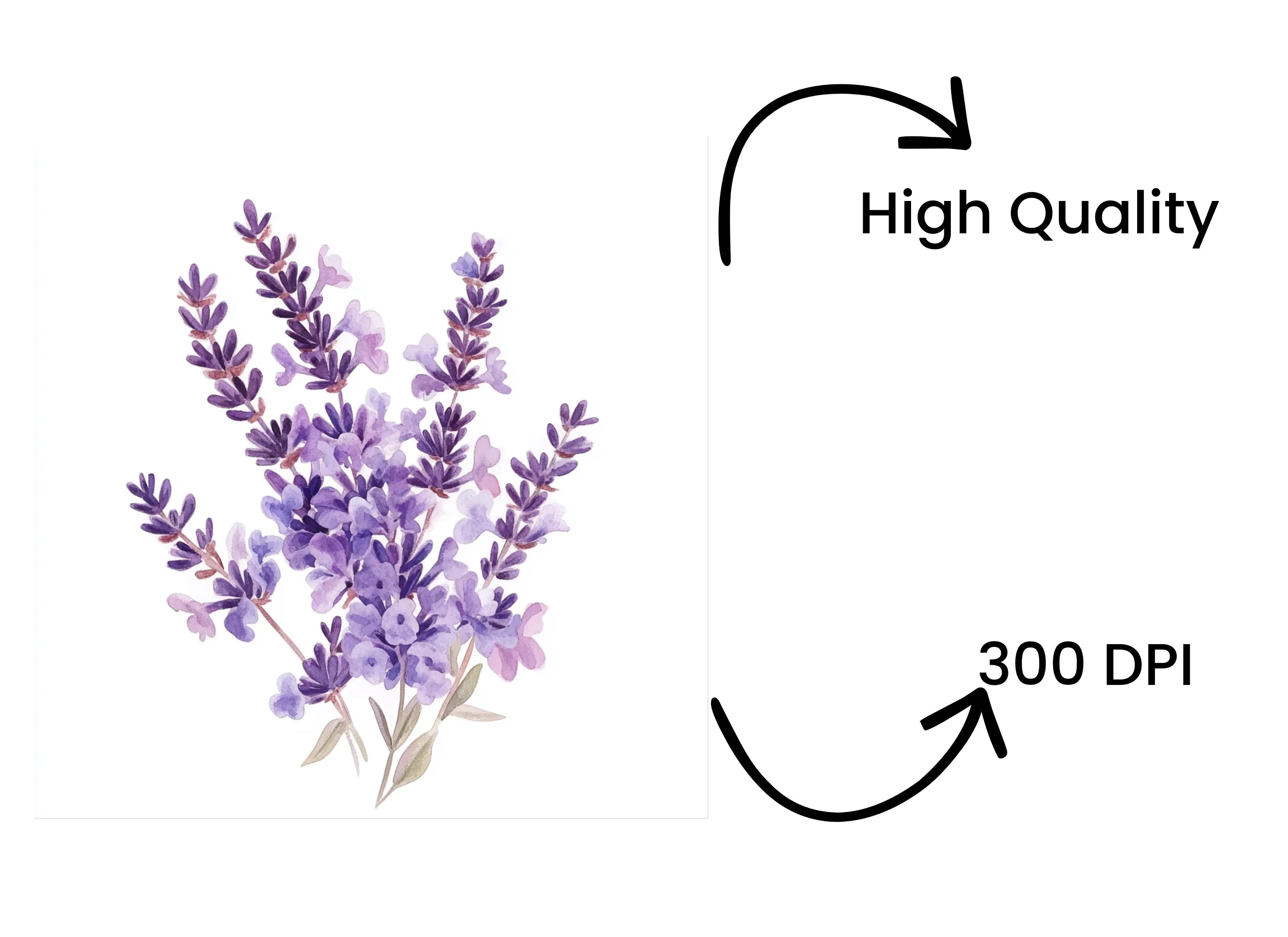 Lavender Flower Clipart Bundle