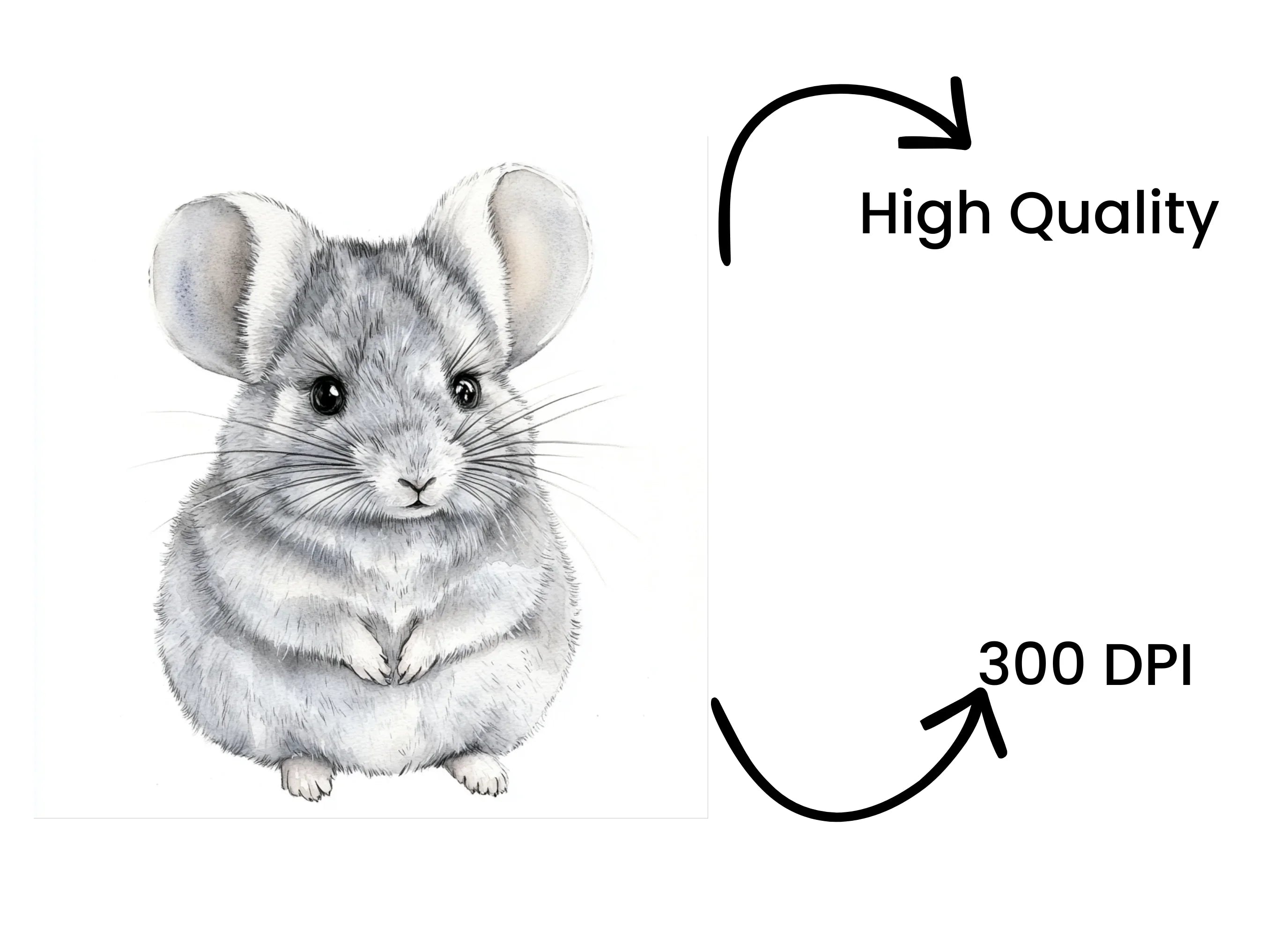Chinchilla Clipart Bundle
