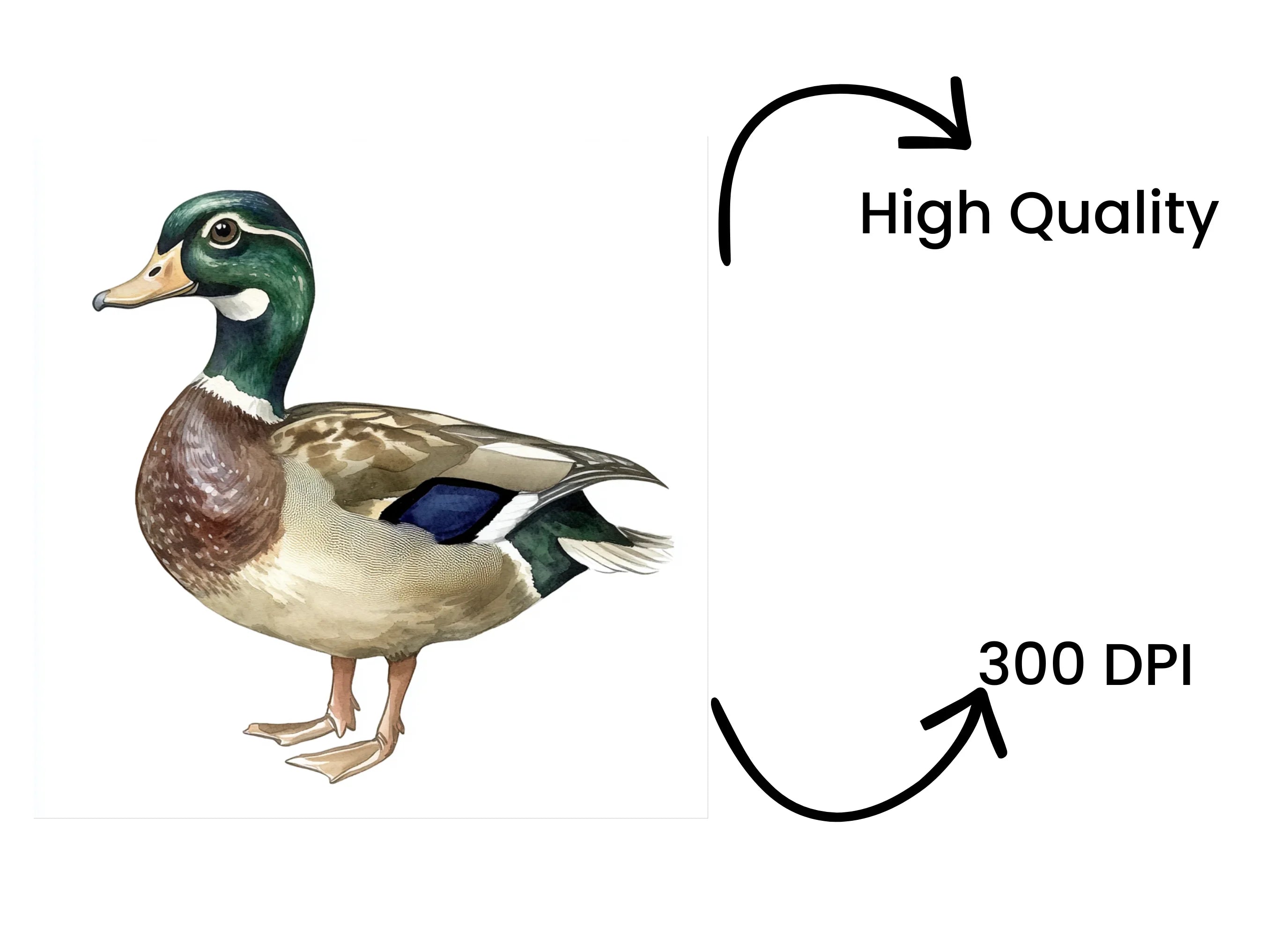 Realistic Mallard Duck Clipart Bundle