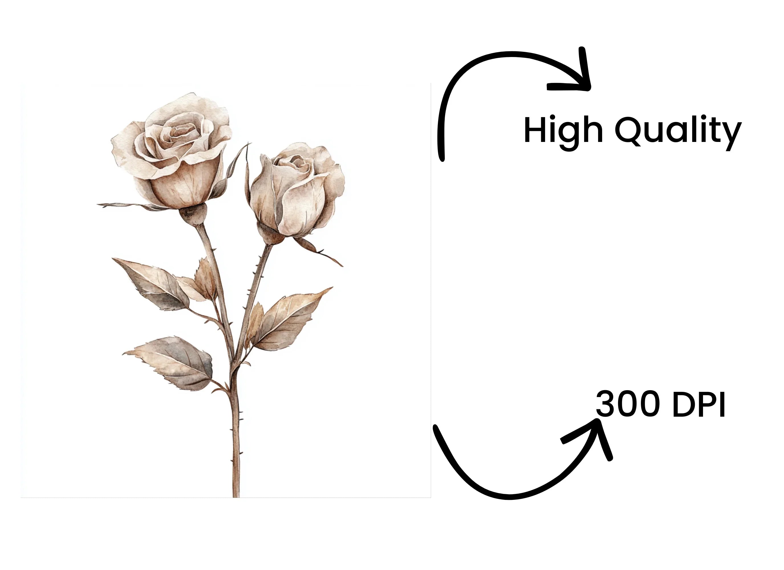 Rose Clipart Bundle