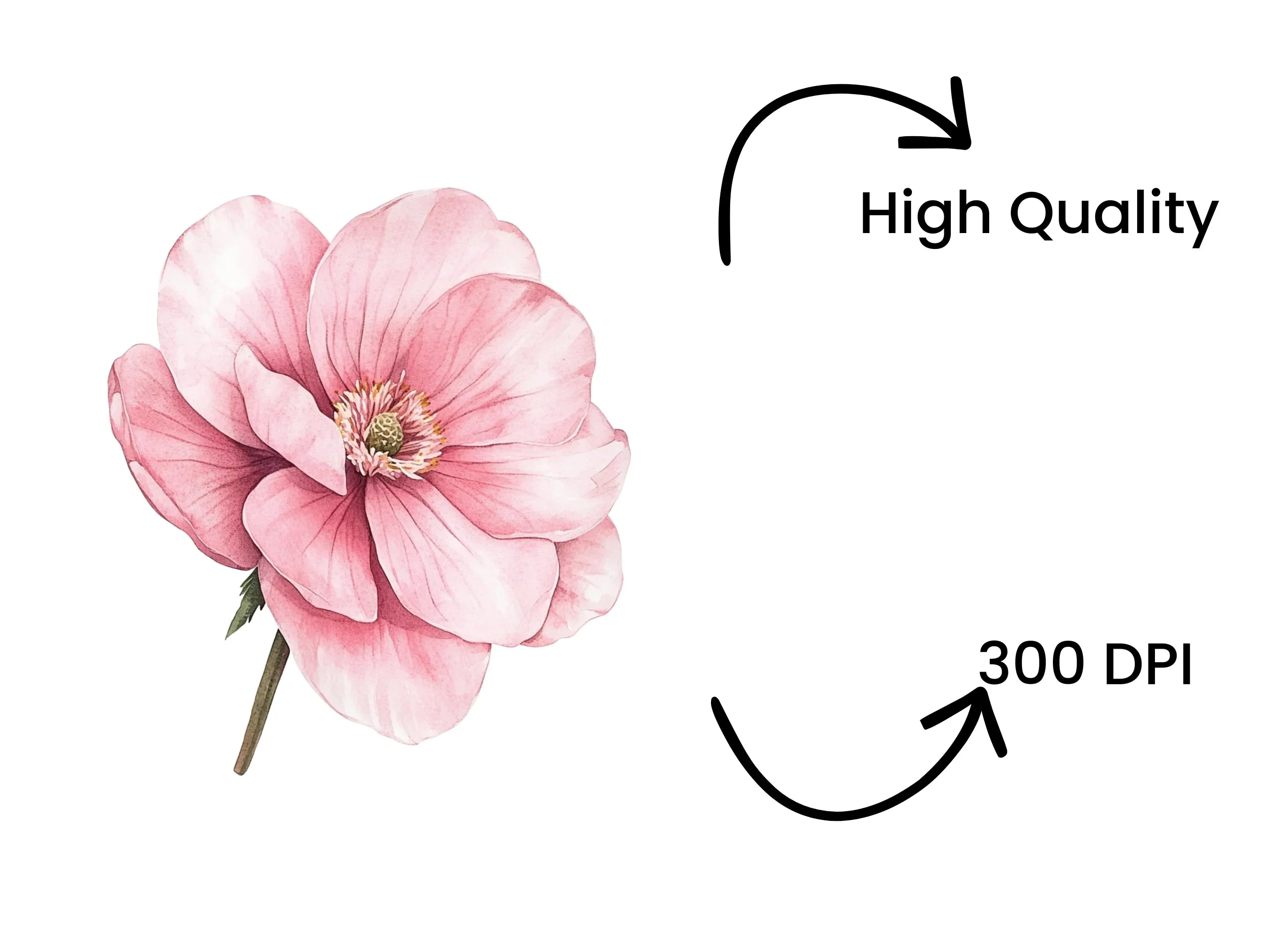 Blush Pink Flower Clipart Bundle