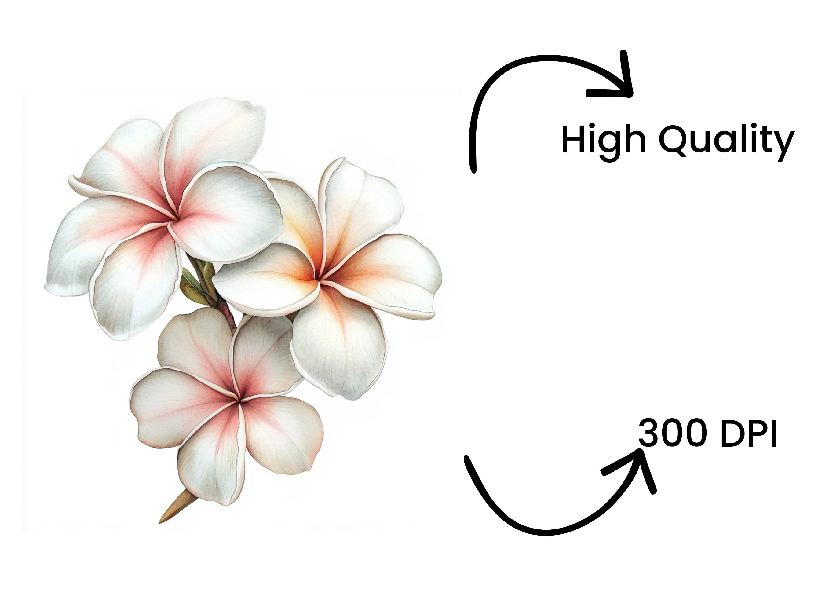 Elegant Plumeria Flower Clipart Bundle