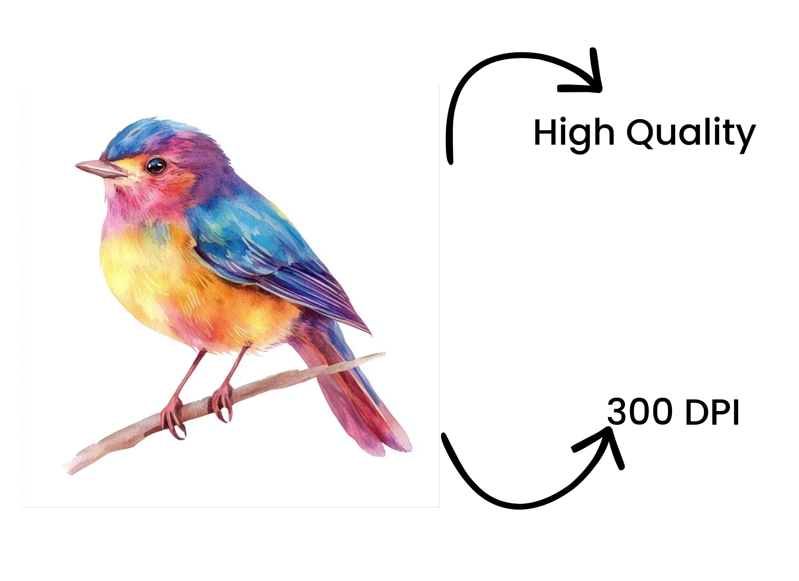 Cute Birds Clipart Bundle