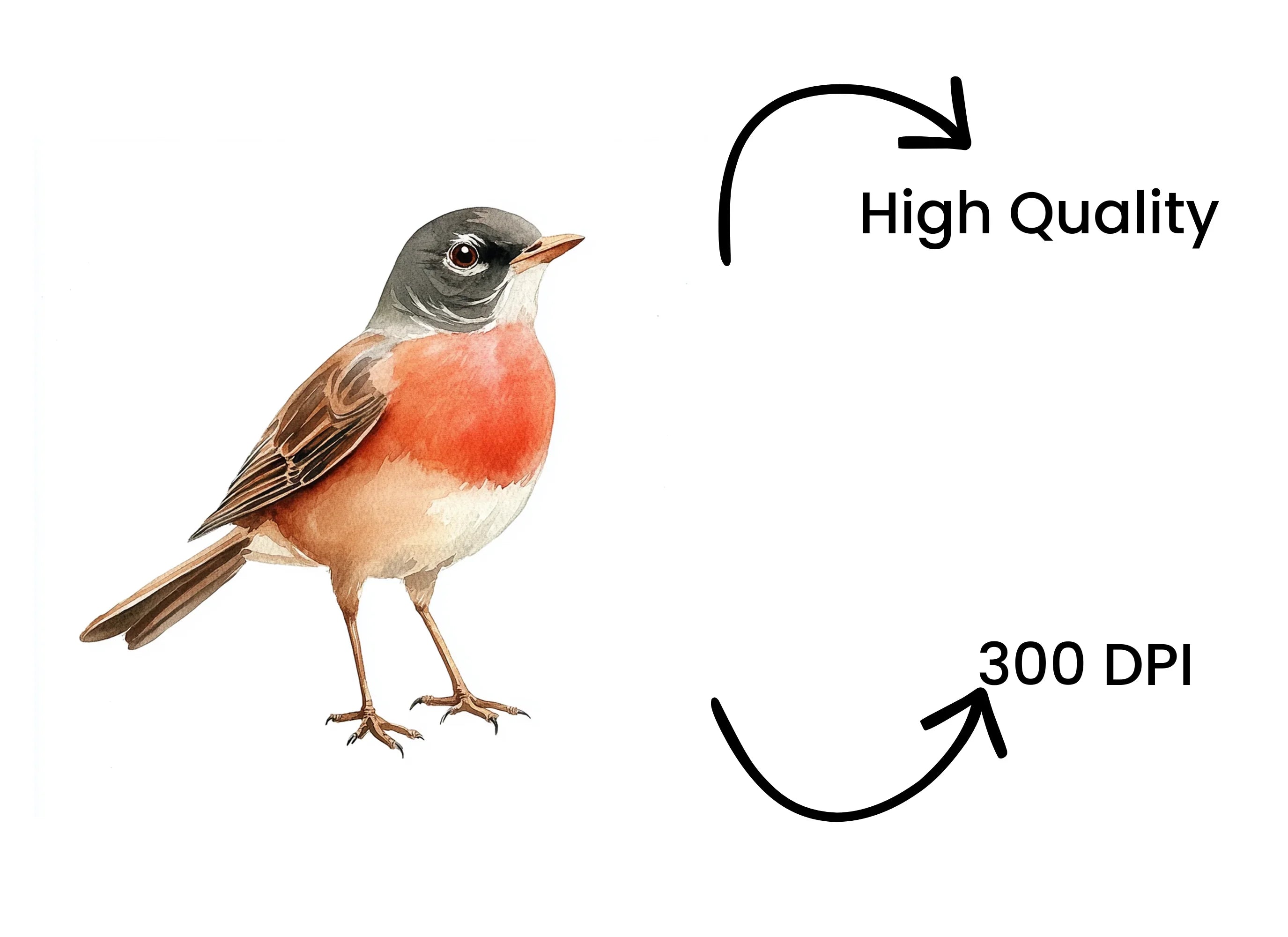 Robin Bird Clipart Bundle