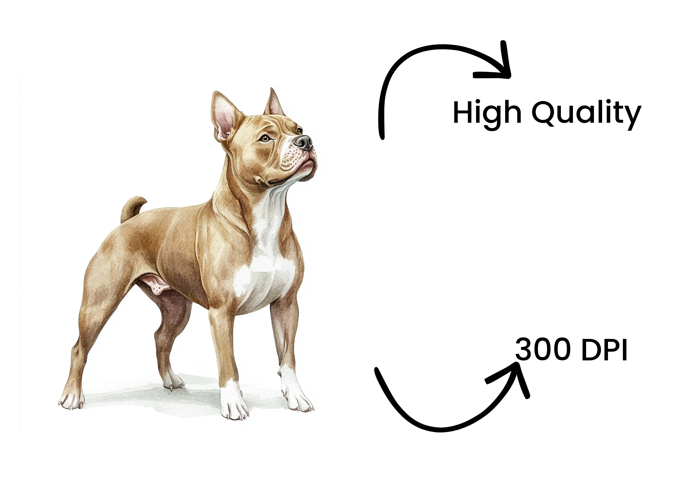 American Staffordshire Terrier Clipart Bundle