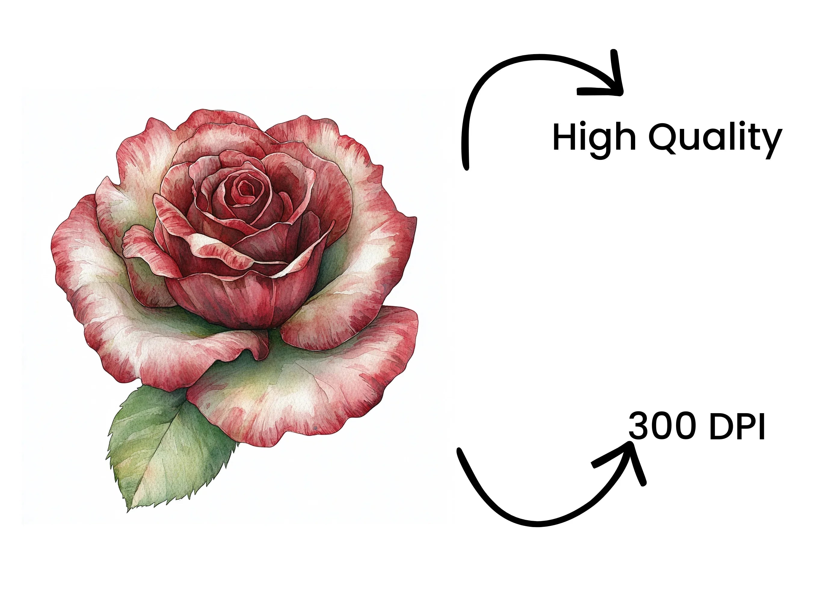 Rich Red Rose Clipart Bundle