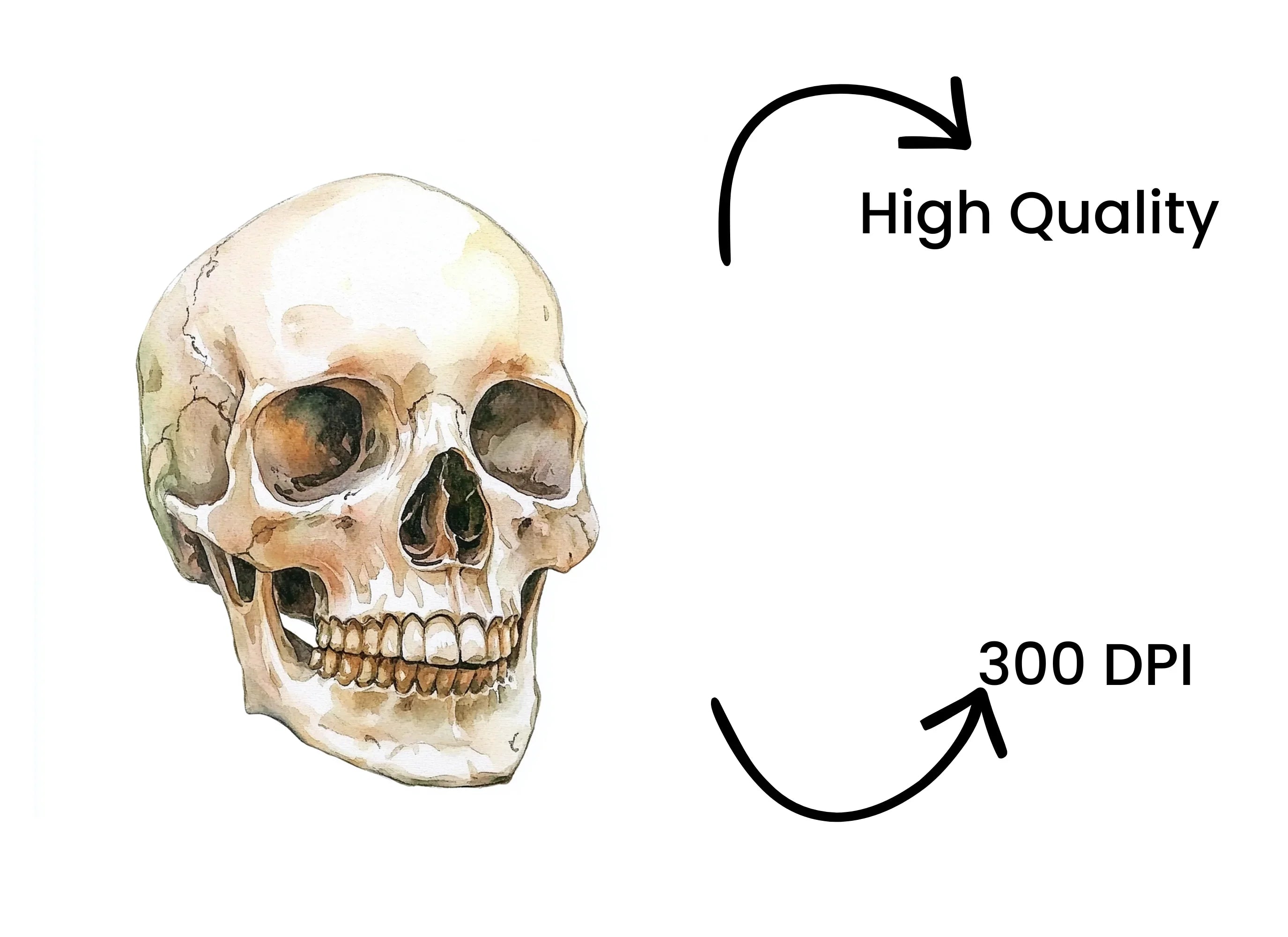 Human Skulls Clipart Bundle