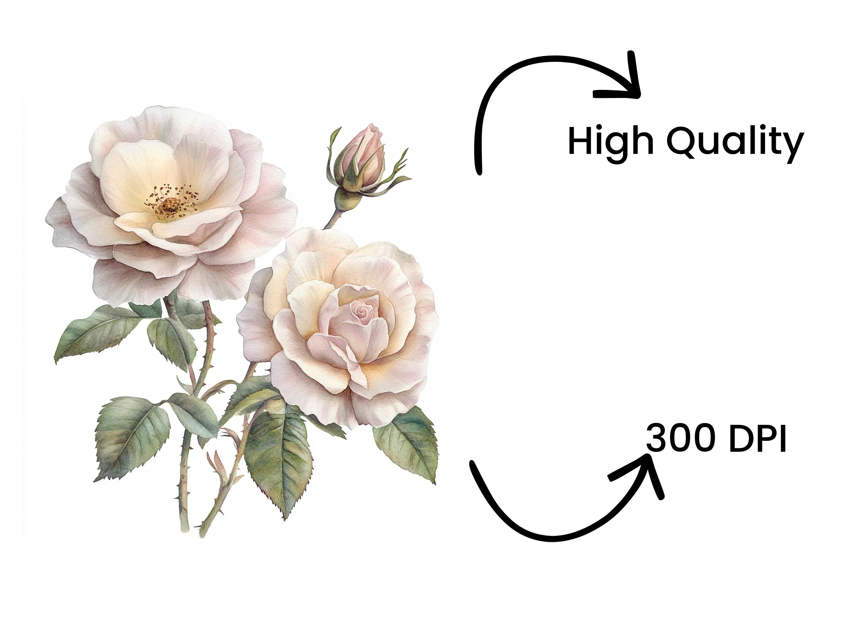 Elegant White Rose Clipart Bundle