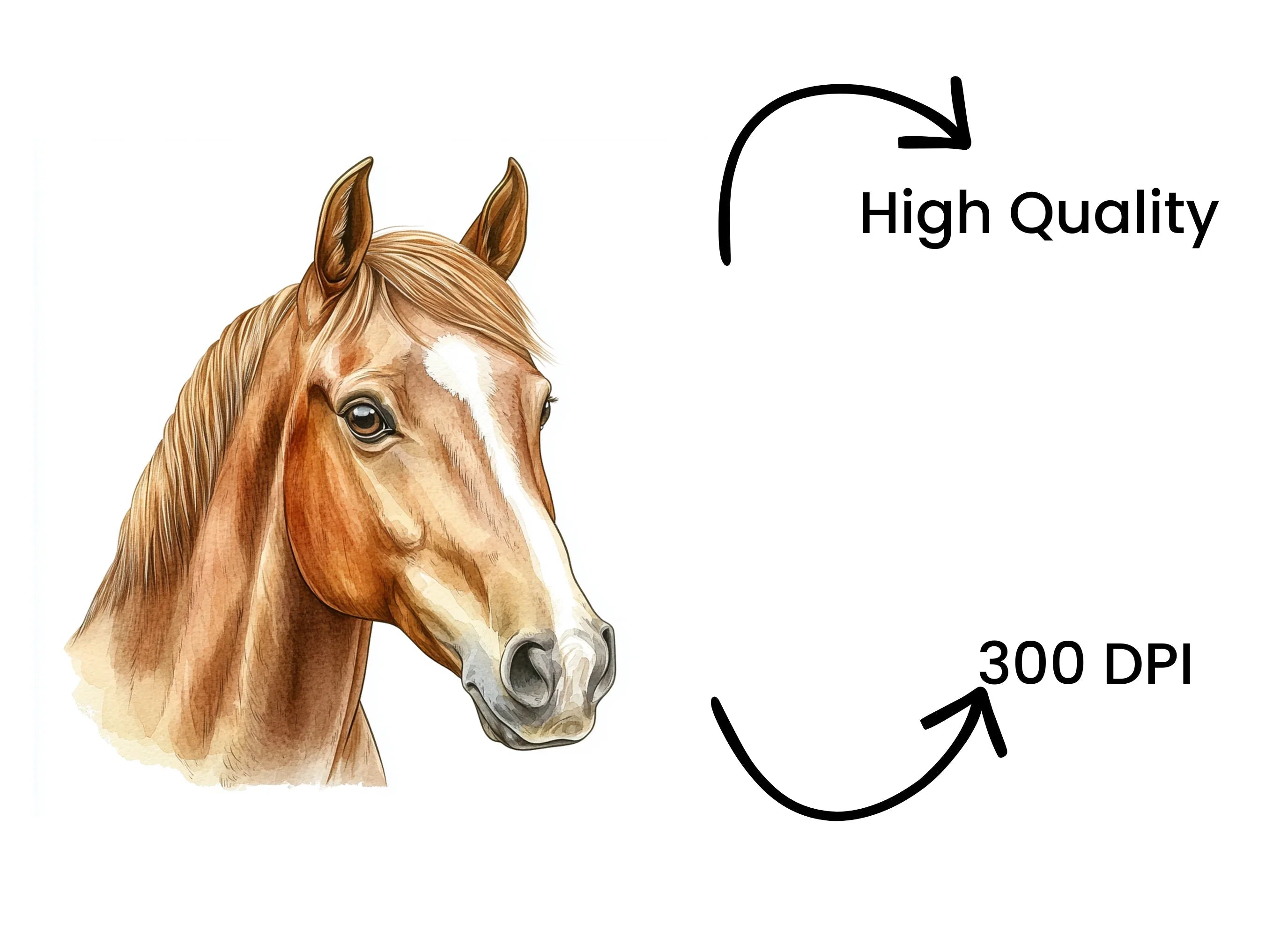 Detailed Horse Head Portrait Clipart Bundle