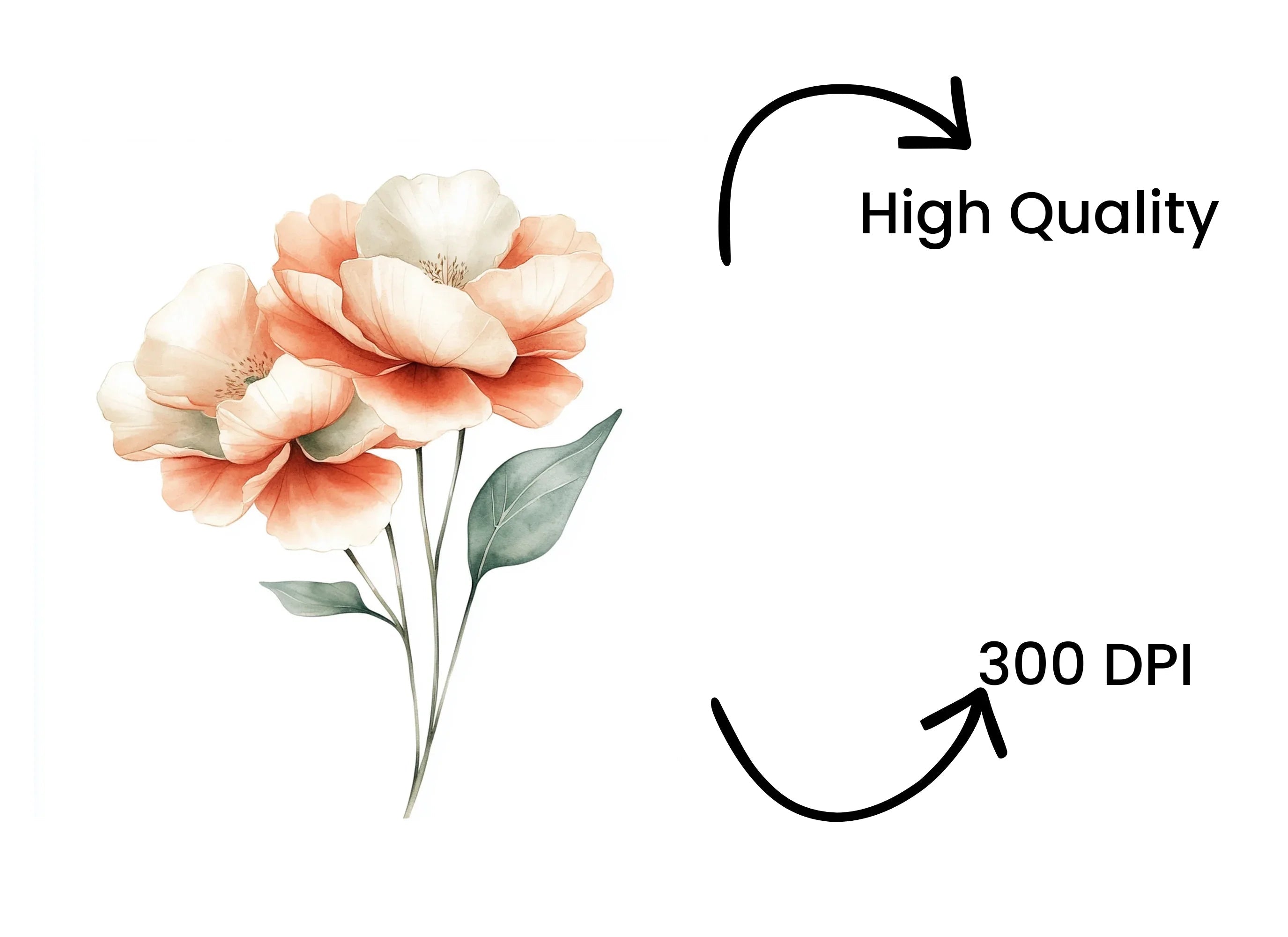 Elegant Peach Peony Clipart Bundle