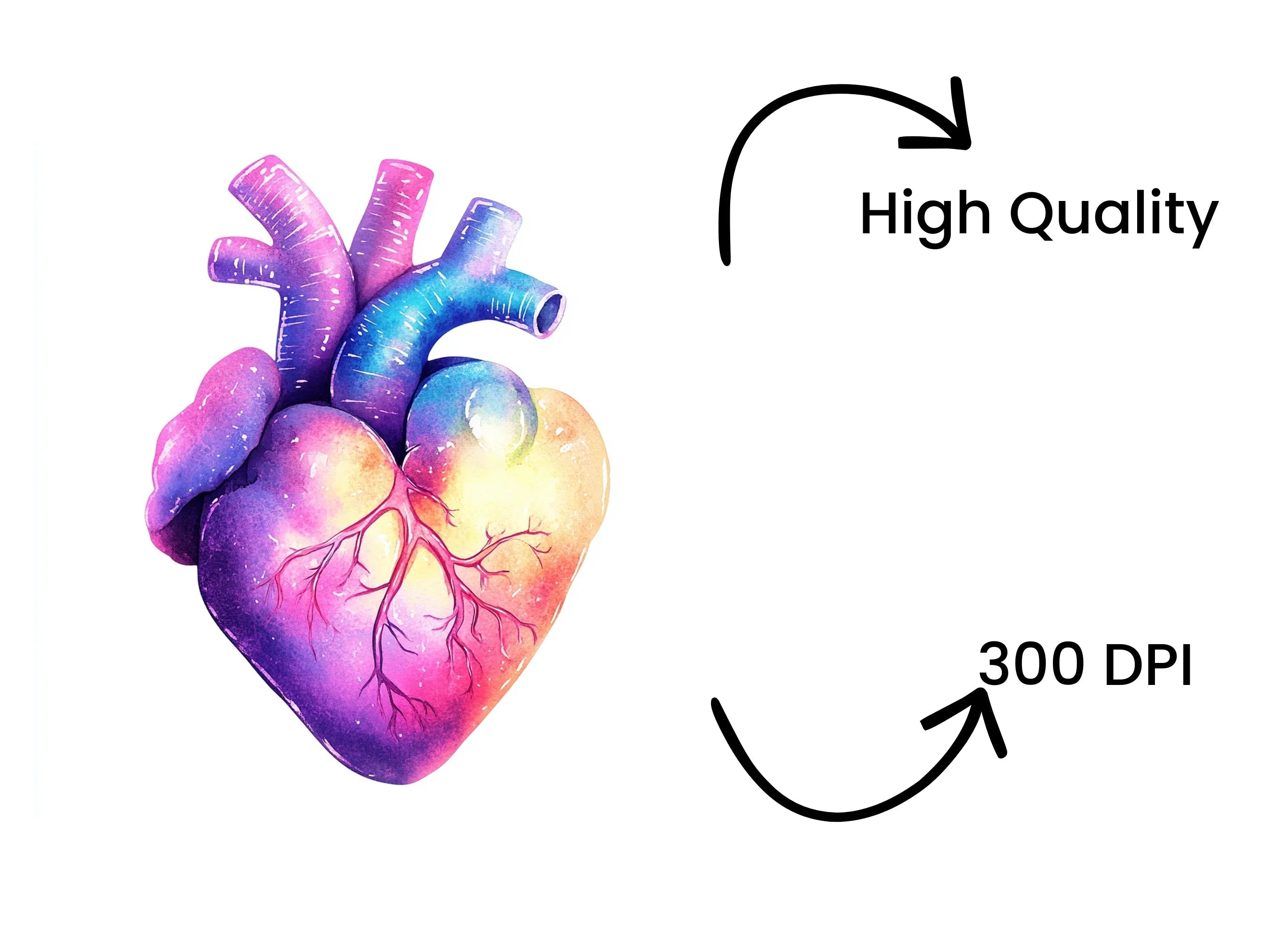 Colorful Anatomical Heart Clipart Bundle