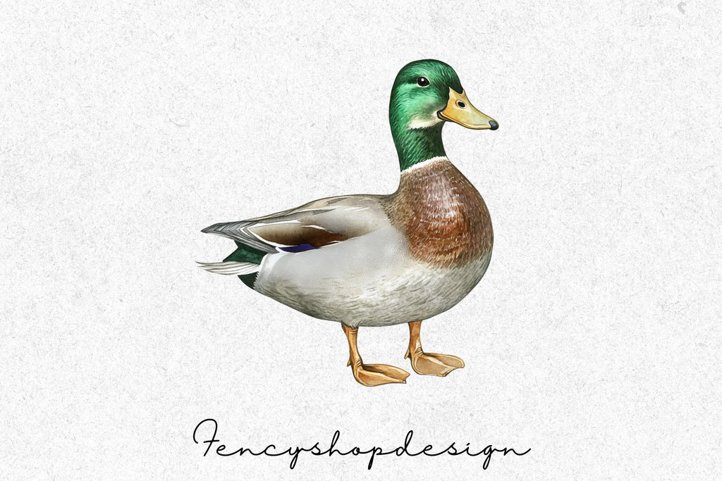 Realistic Duck Clipart Bundle