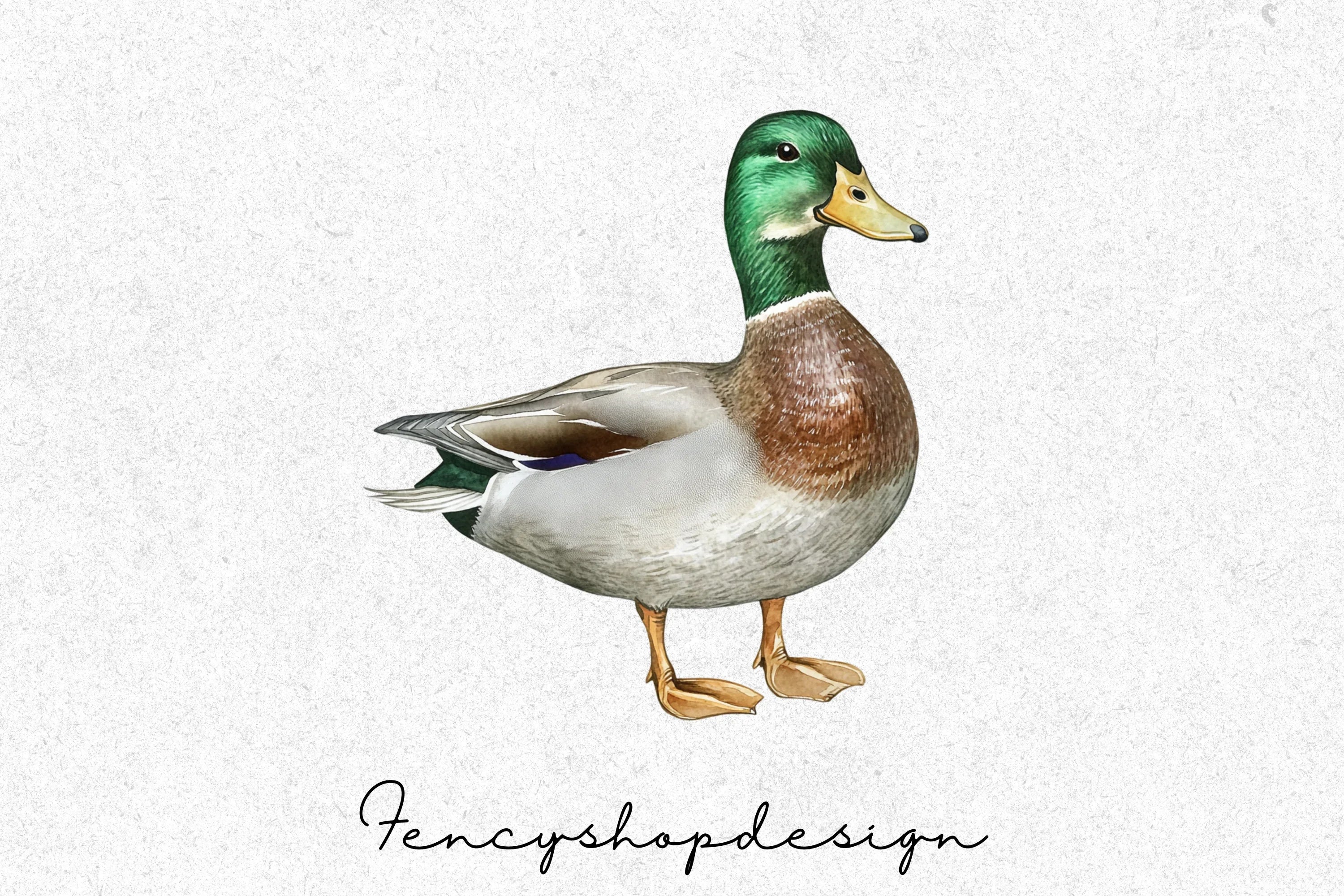 Realistic Duck Clipart Bundle