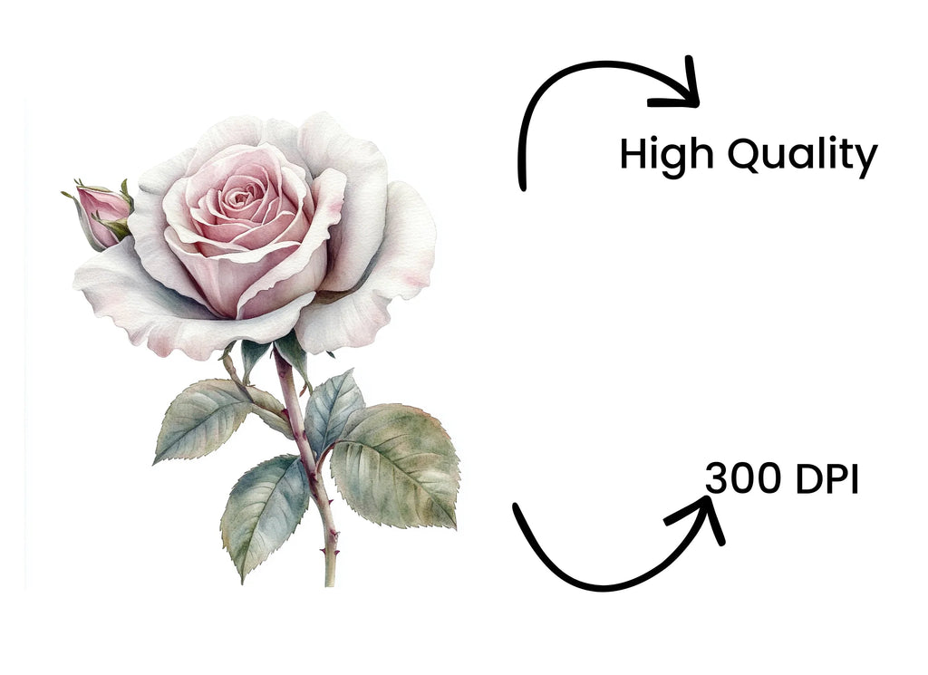 Elegant Pink and White Rose Clipart Bundle