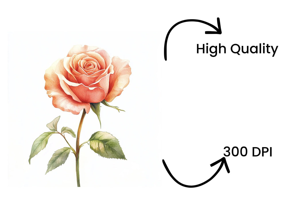 Peach Rose Clipart Bundle