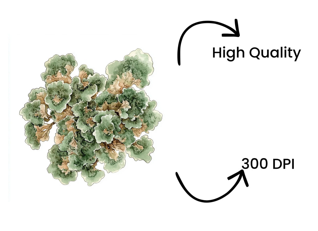 Lichen Clipart Bundle