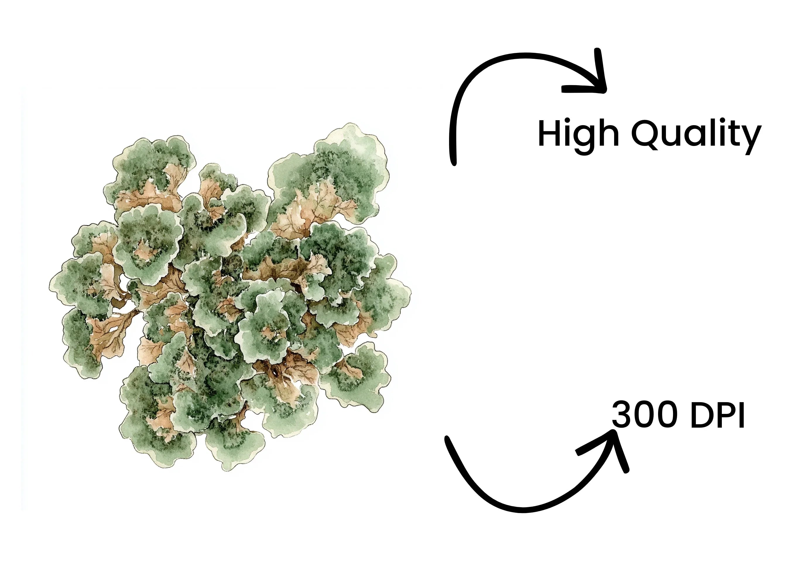 Lichen Clipart Bundle