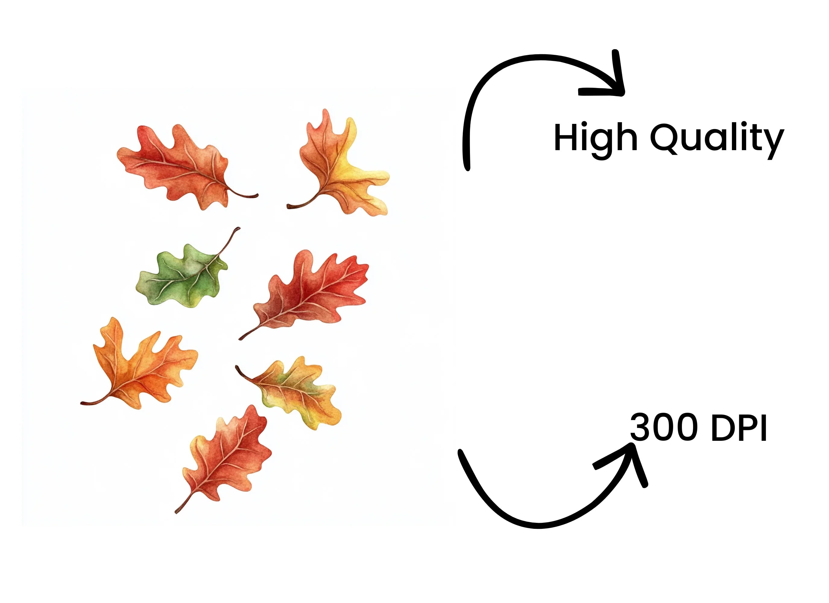 Autumn Oak Leaves Clipart Bundle