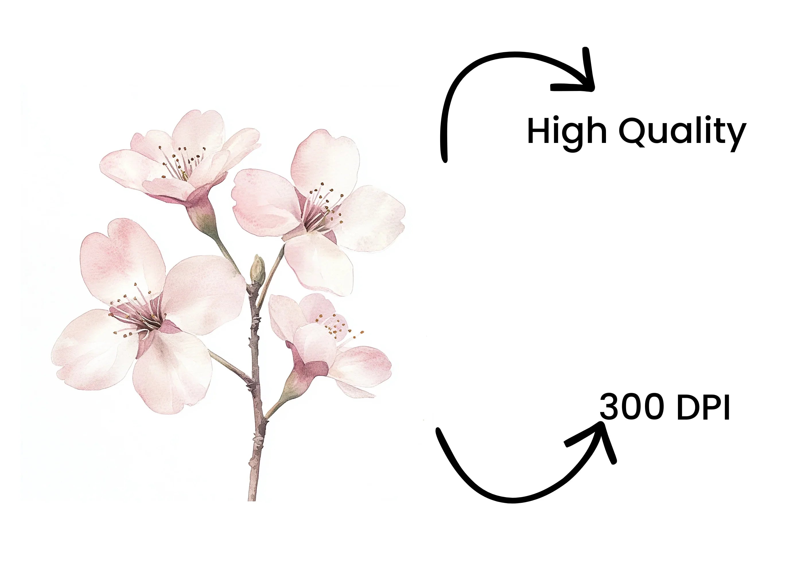Cherry Blossom Clipart Bundle