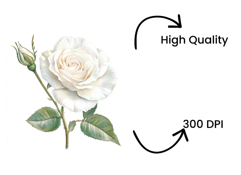Single White Rose with Bud Clipart Bundle