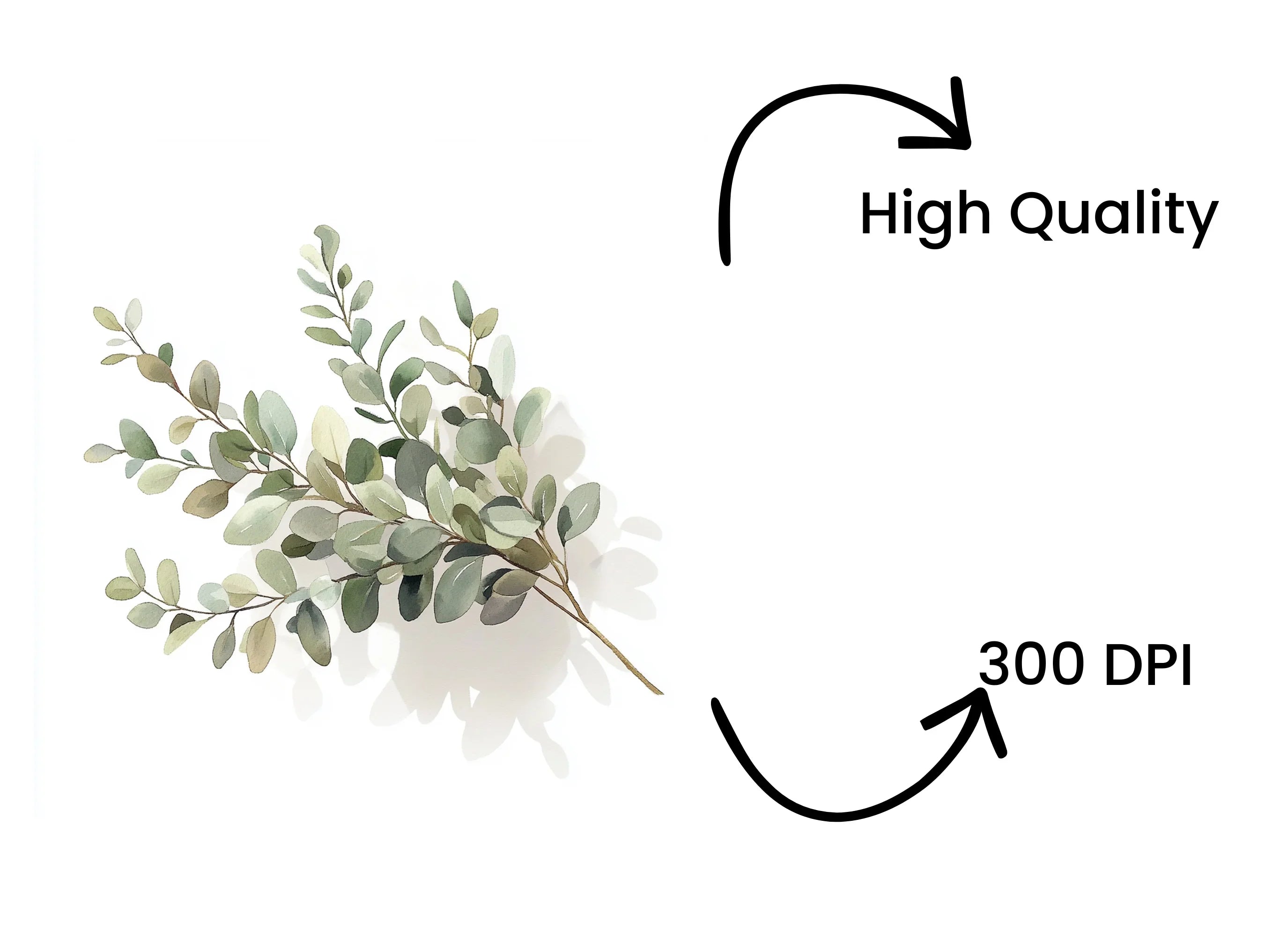 Eucalyptus Leaves Clipart Bundle