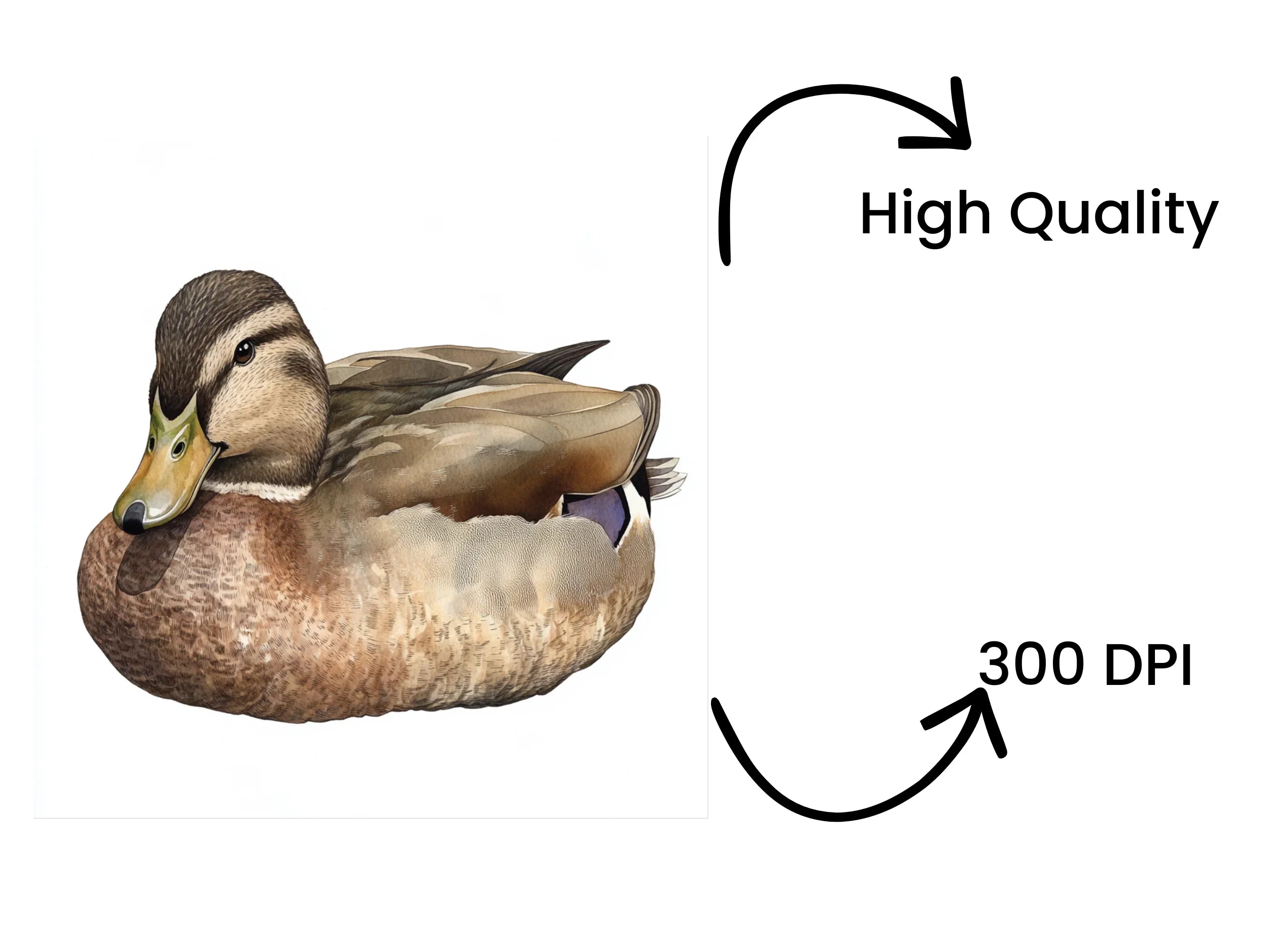 Realistic Mallard Duck Clipart Bundle