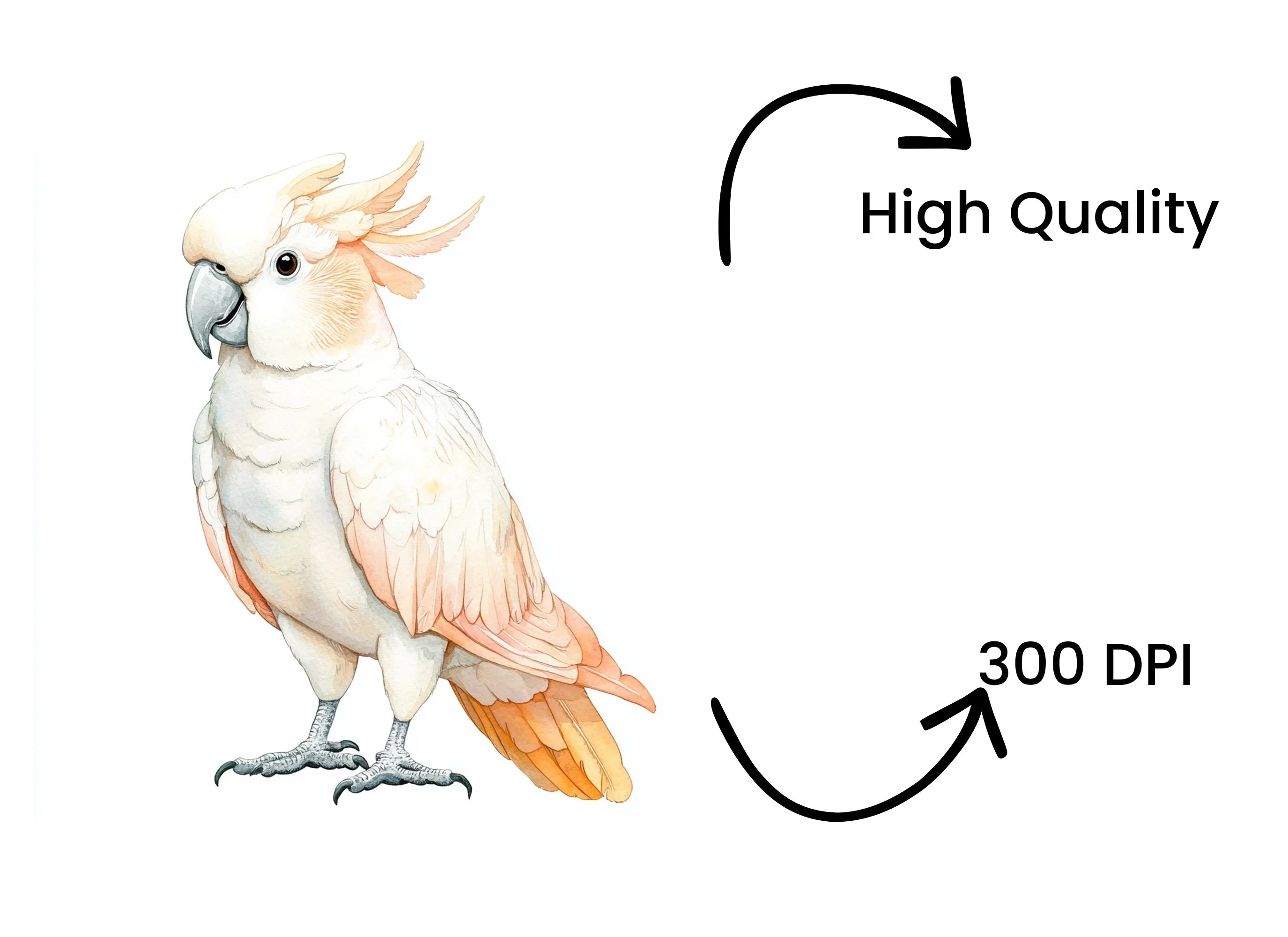 Cockatoo Clipart Bundle