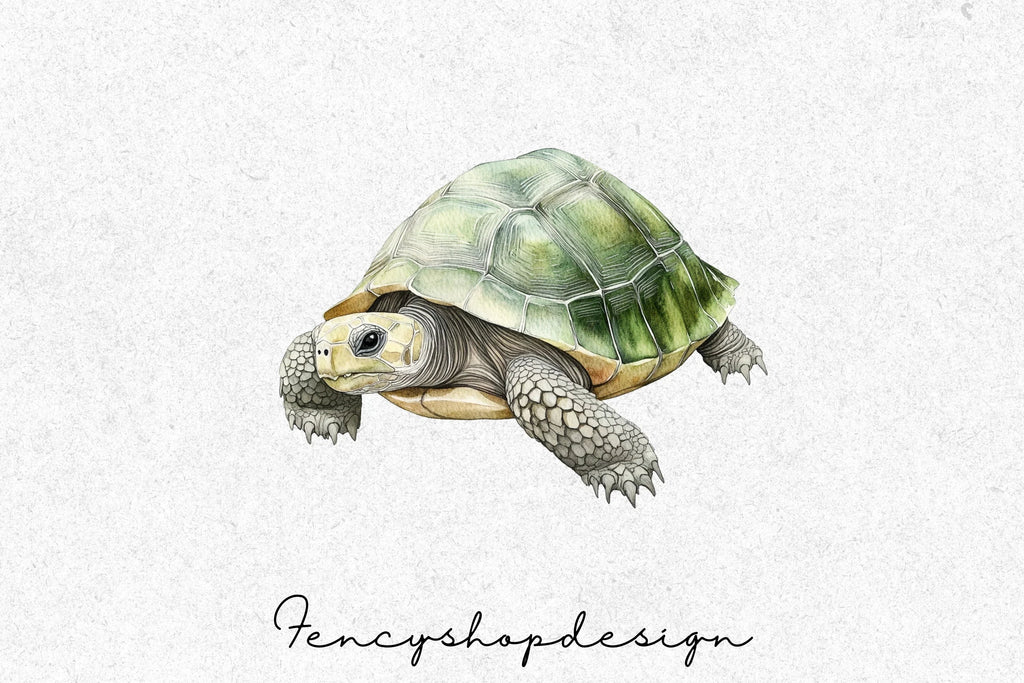 Realistic Turtle Tortoise Clipart Bundle