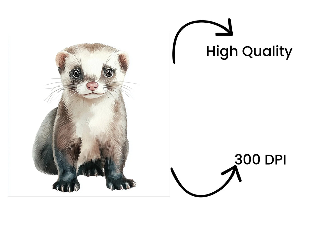 Ferret Illustrations Clipart Bundle