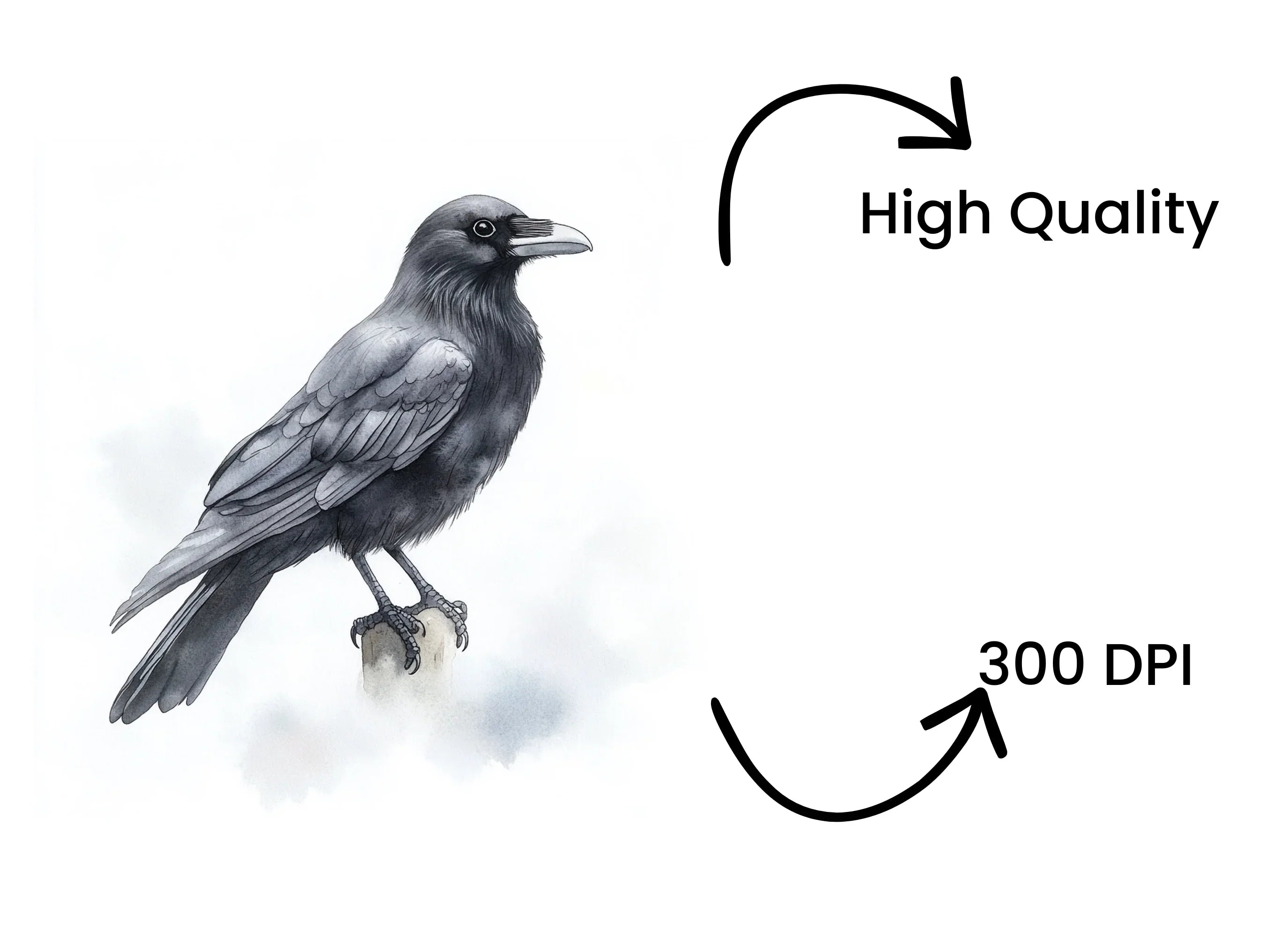 Crow and Magpie Clipart Bundle