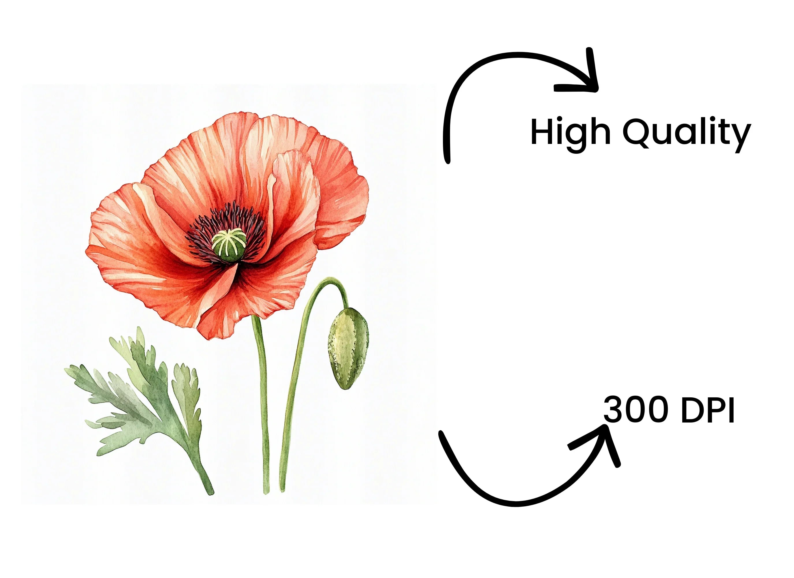 Vibrant Red Poppy Clipart Bundle