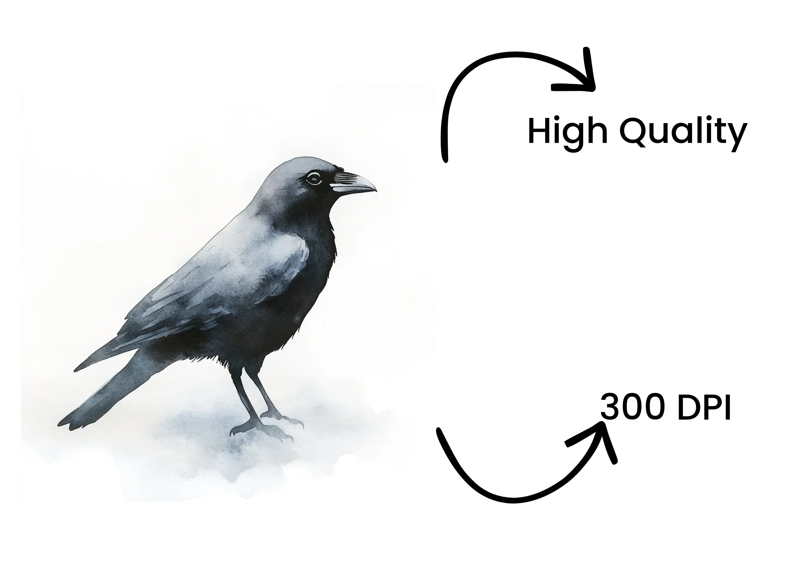 Jackdaw Bird Clipart Bundle