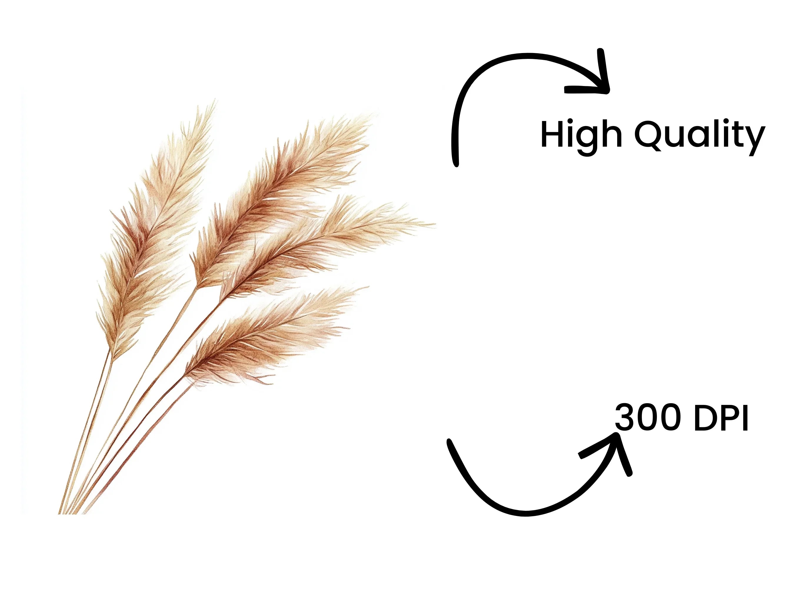 Pampas Grass Clipart Bundle