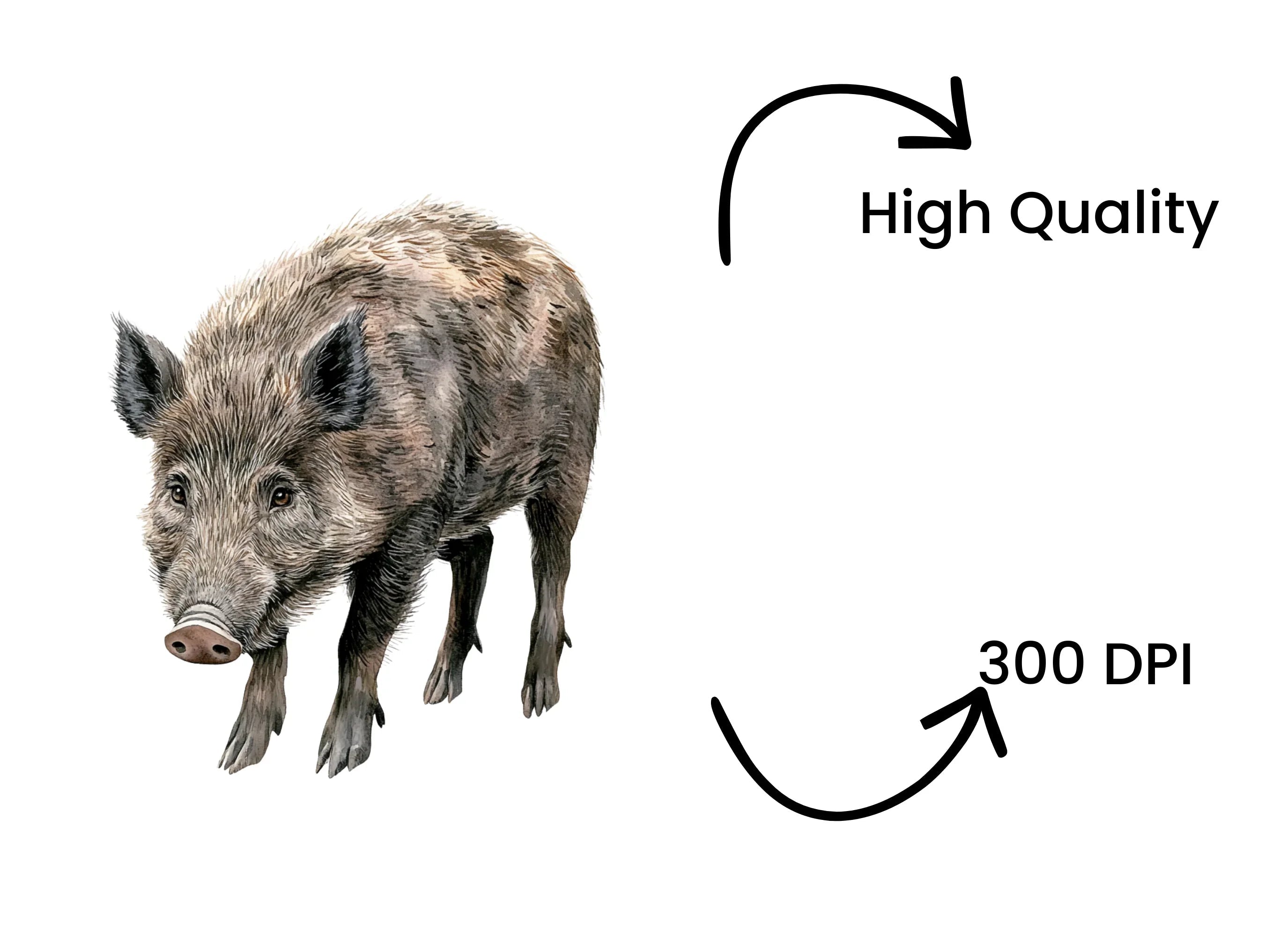 Wild Boar Clipart Bundle