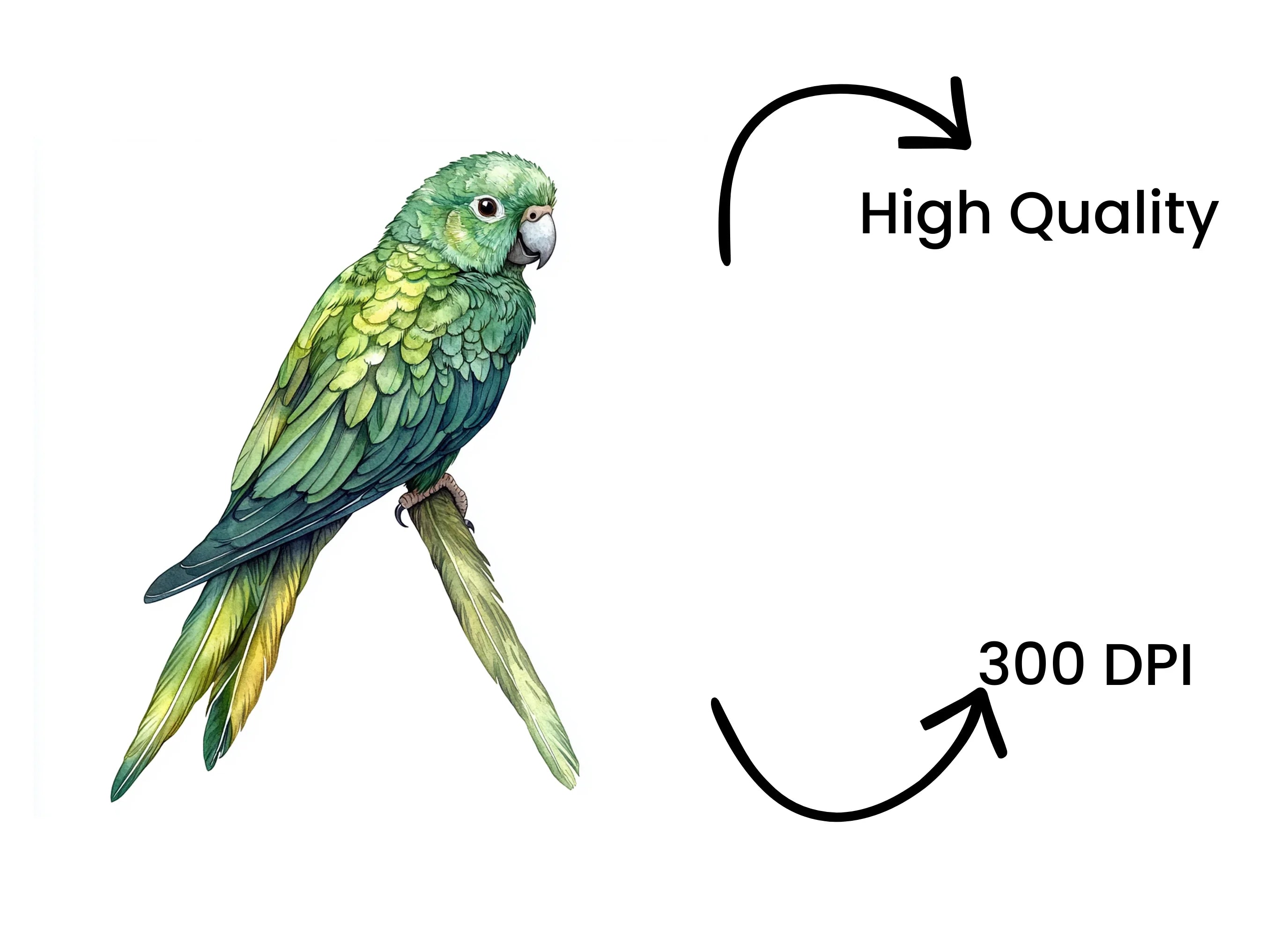 Green Parrot Clipart Bundle